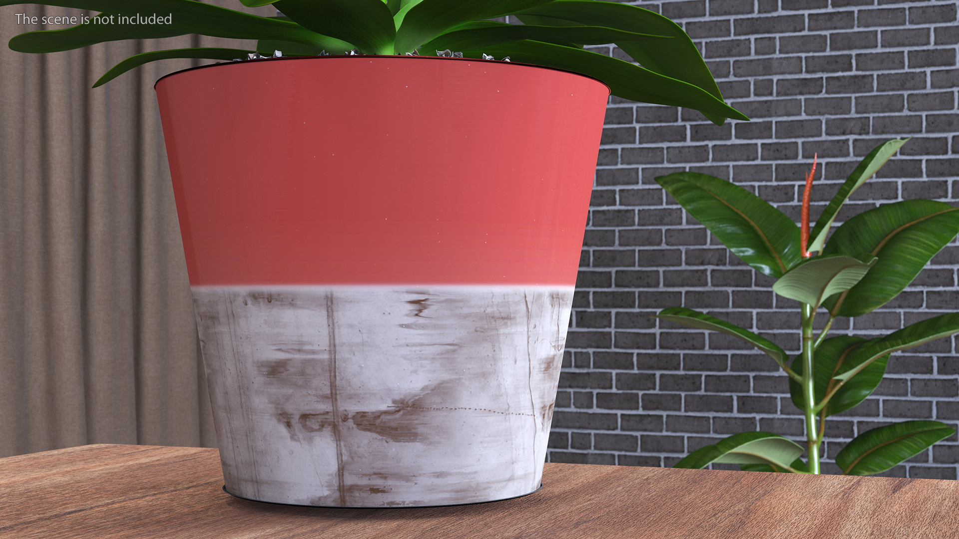 Red Ceramic Pot with Cordyline Glauca 3D