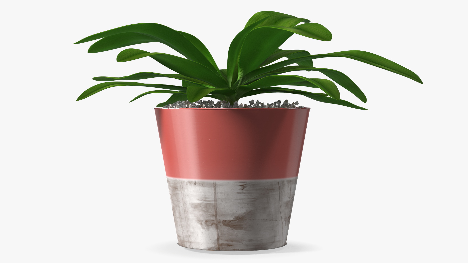 Red Ceramic Pot with Cordyline Glauca 3D