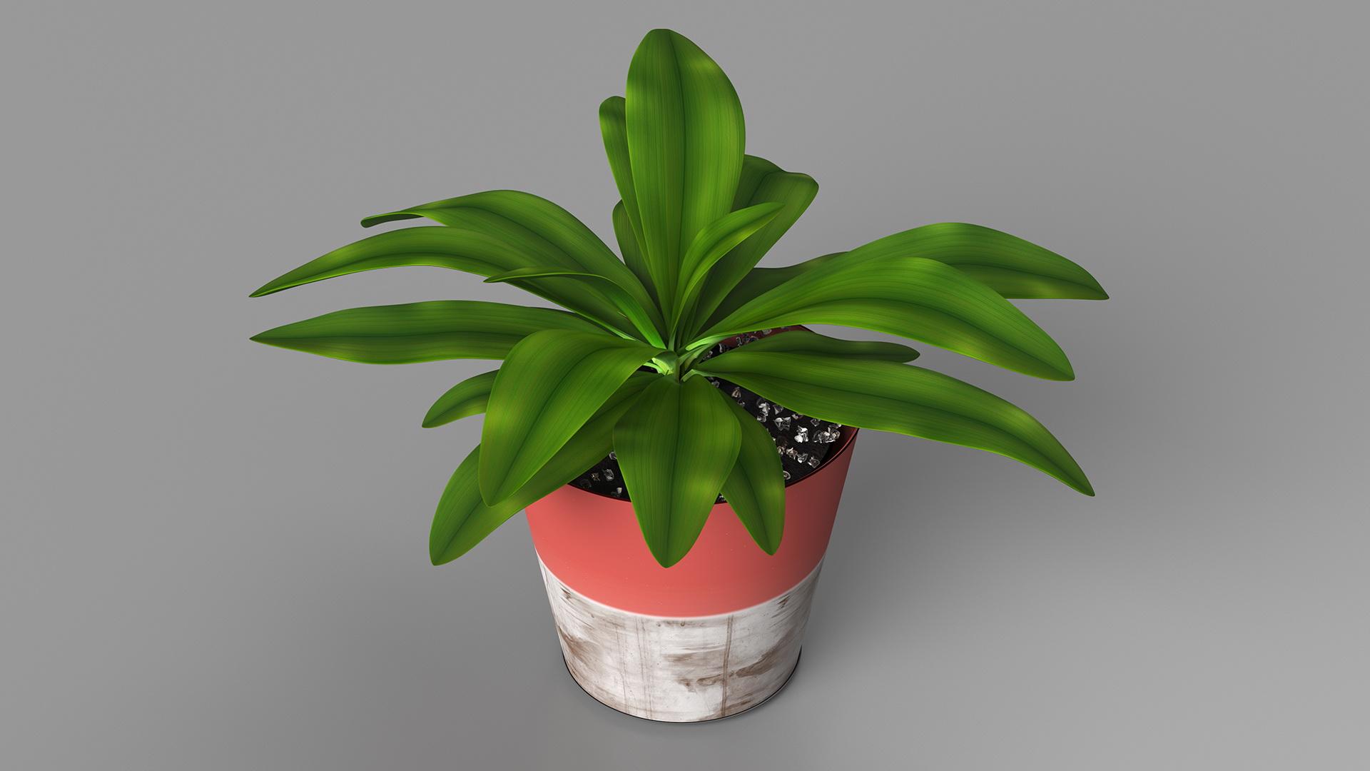 Red Ceramic Pot with Cordyline Glauca 3D