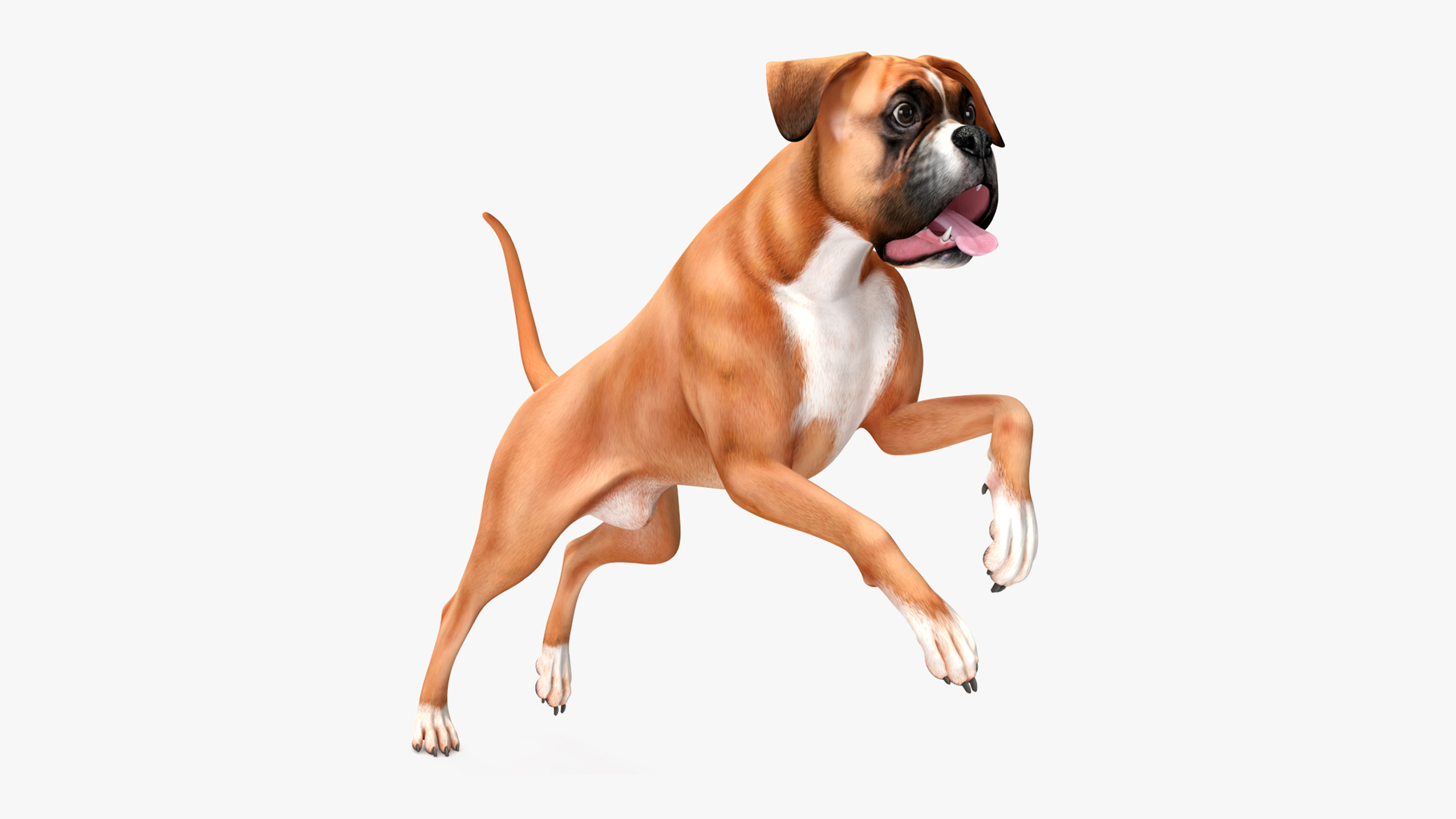 3D model Boxer Dog Rigged for Cinema 4D