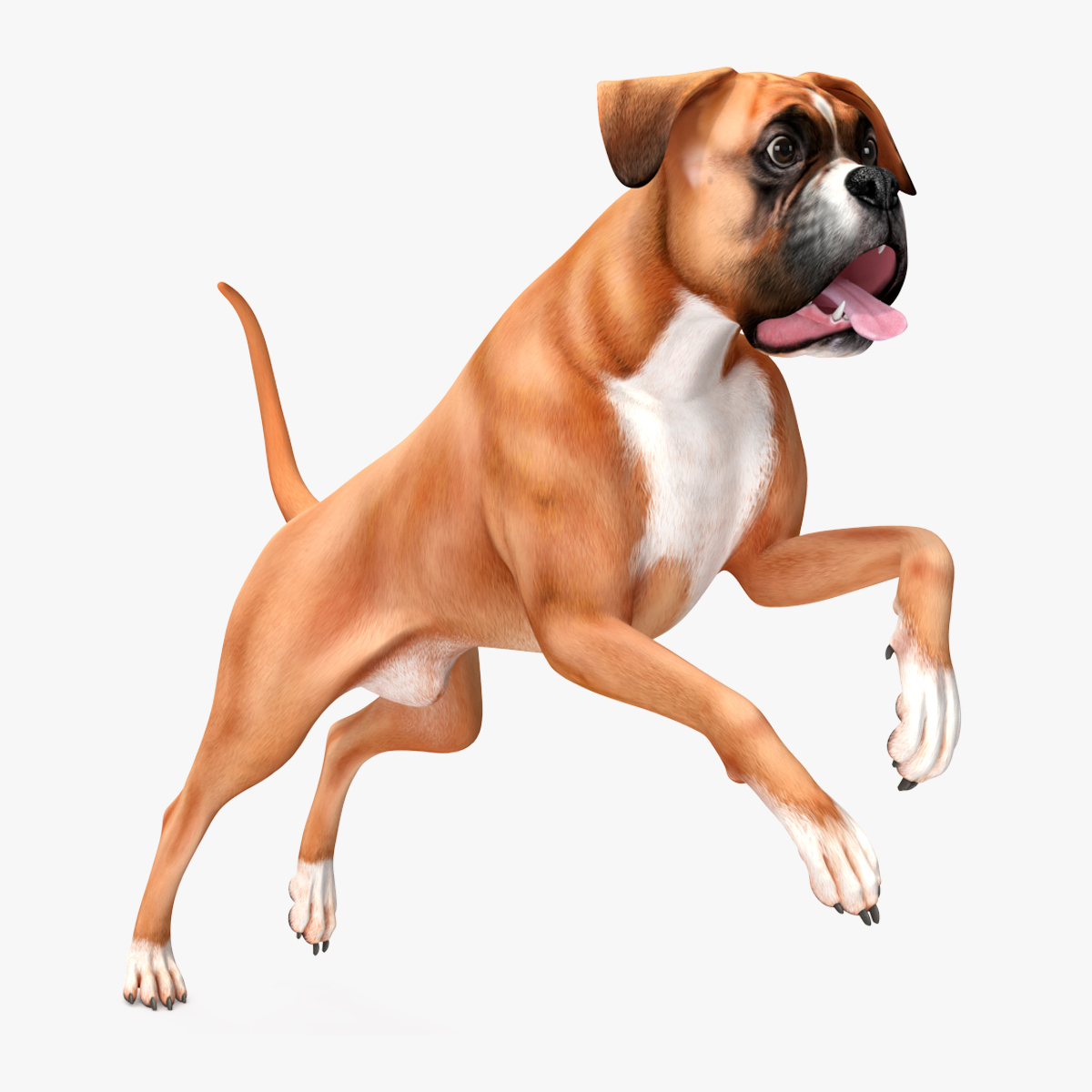 3D model Boxer Dog Rigged for Cinema 4D