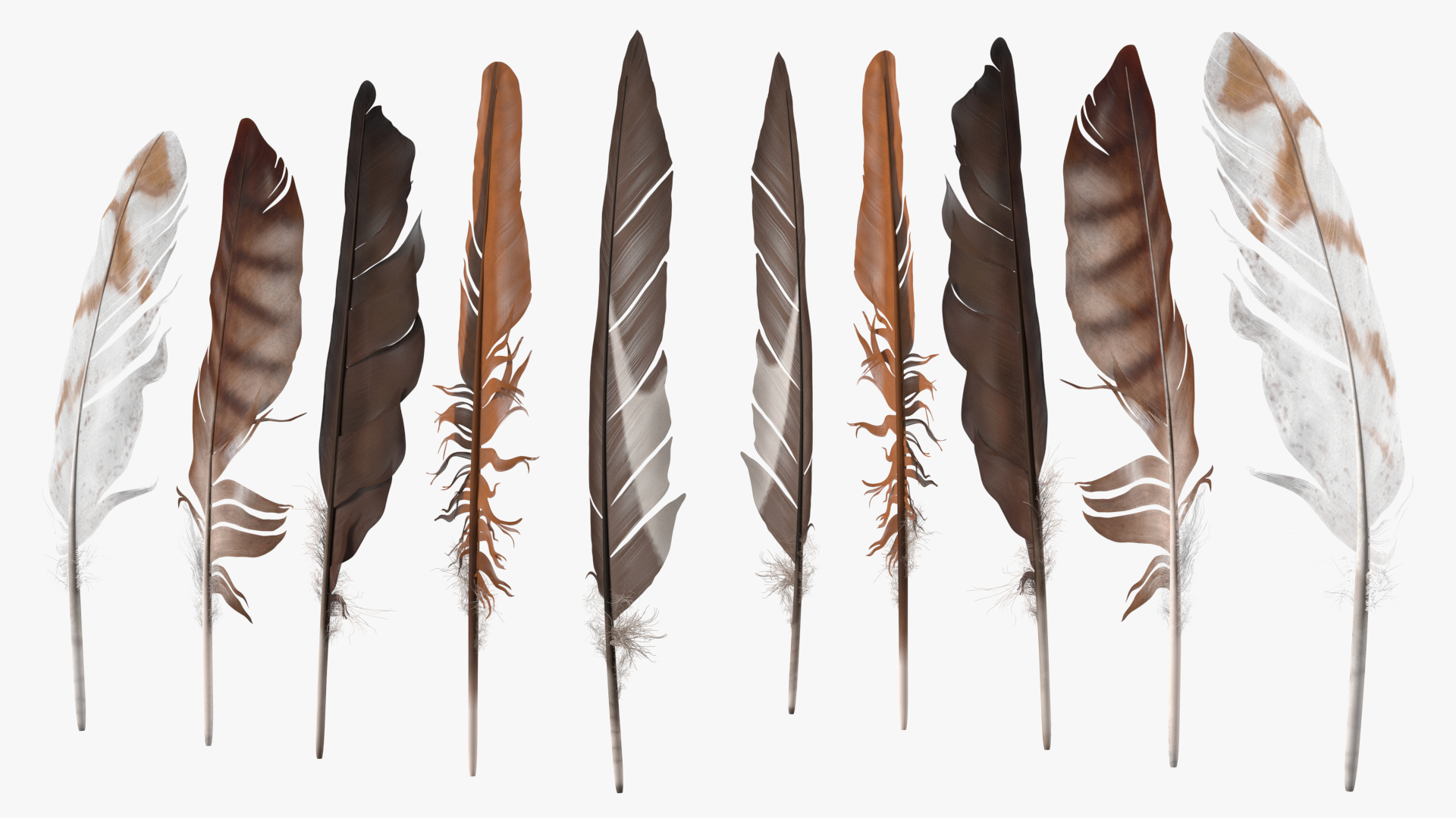 3D Bird Feathers model
