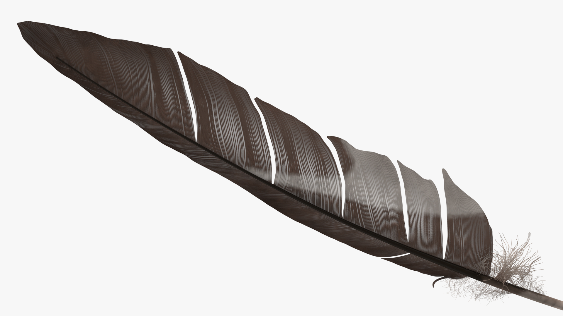3D Bird Feathers model