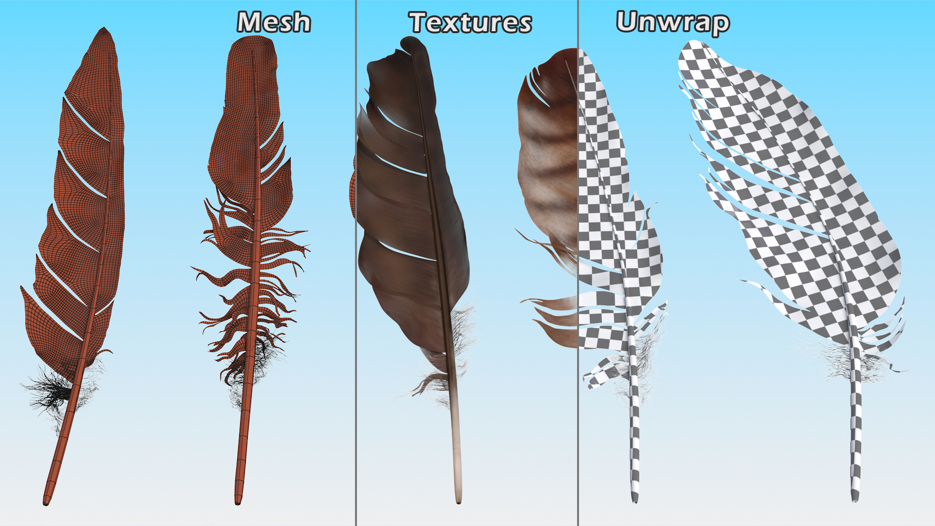 3D Bird Feathers model