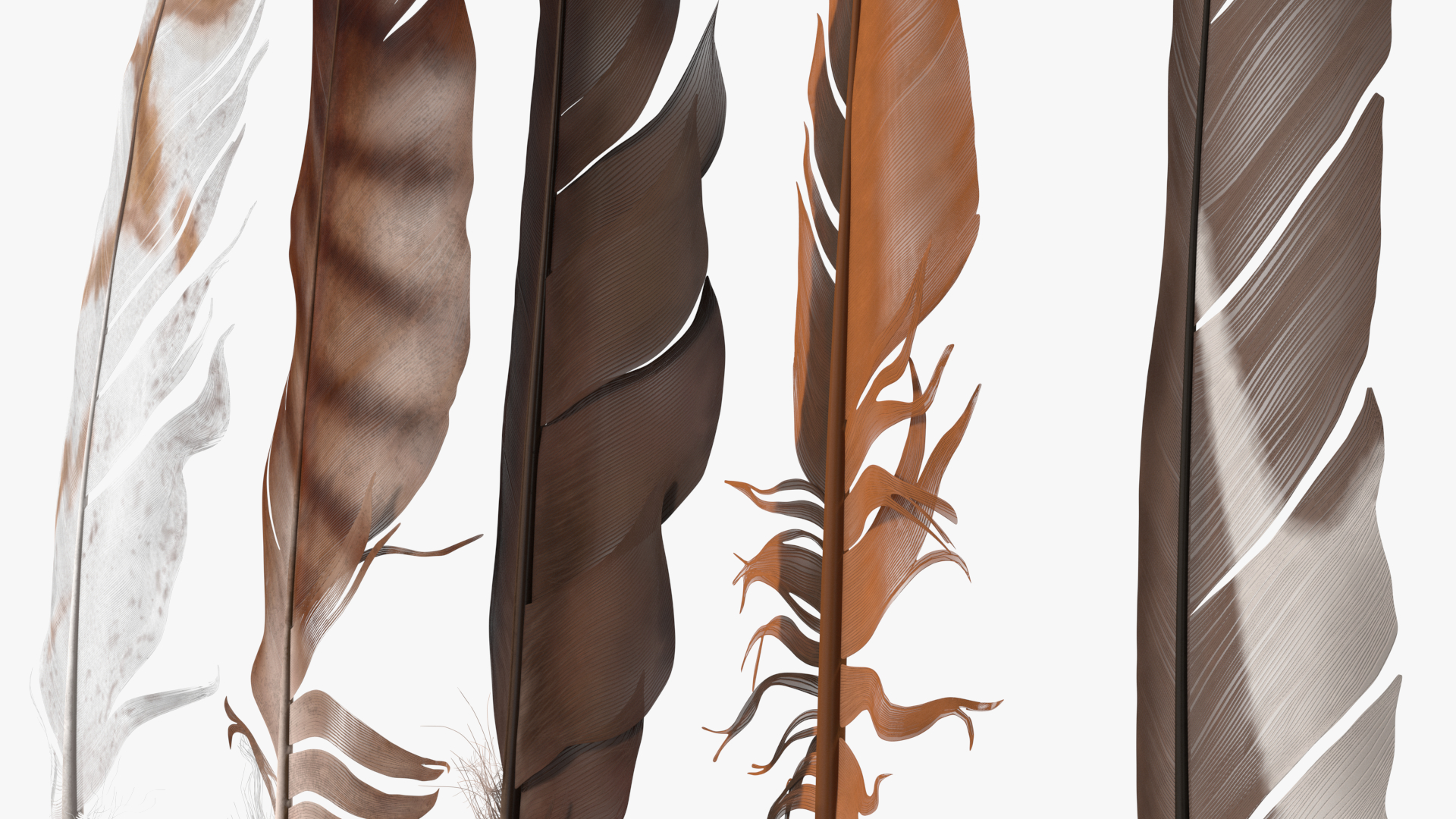 3D Bird Feathers model