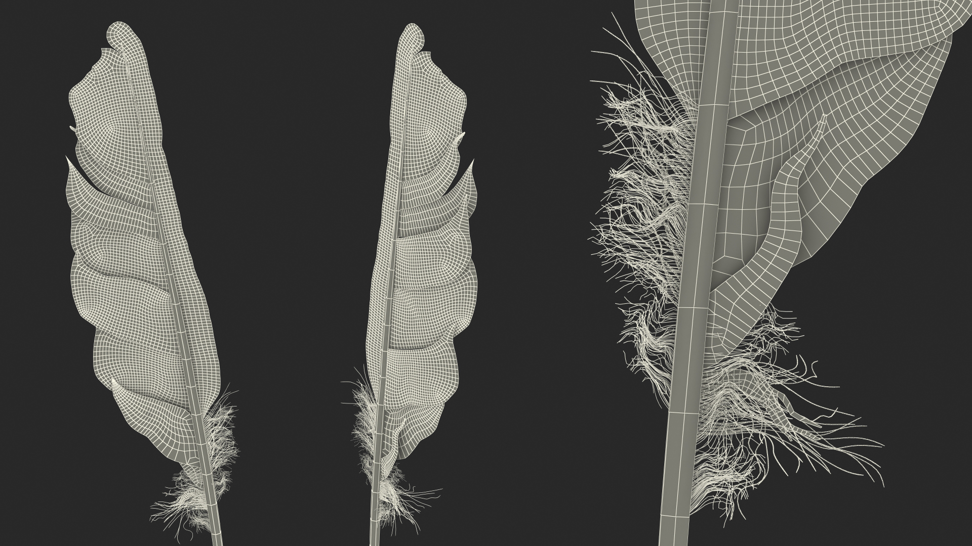 3D Bird Feathers model