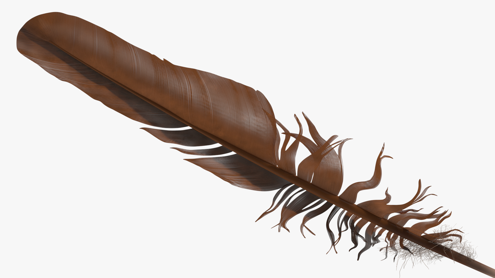 3D Bird Feathers model