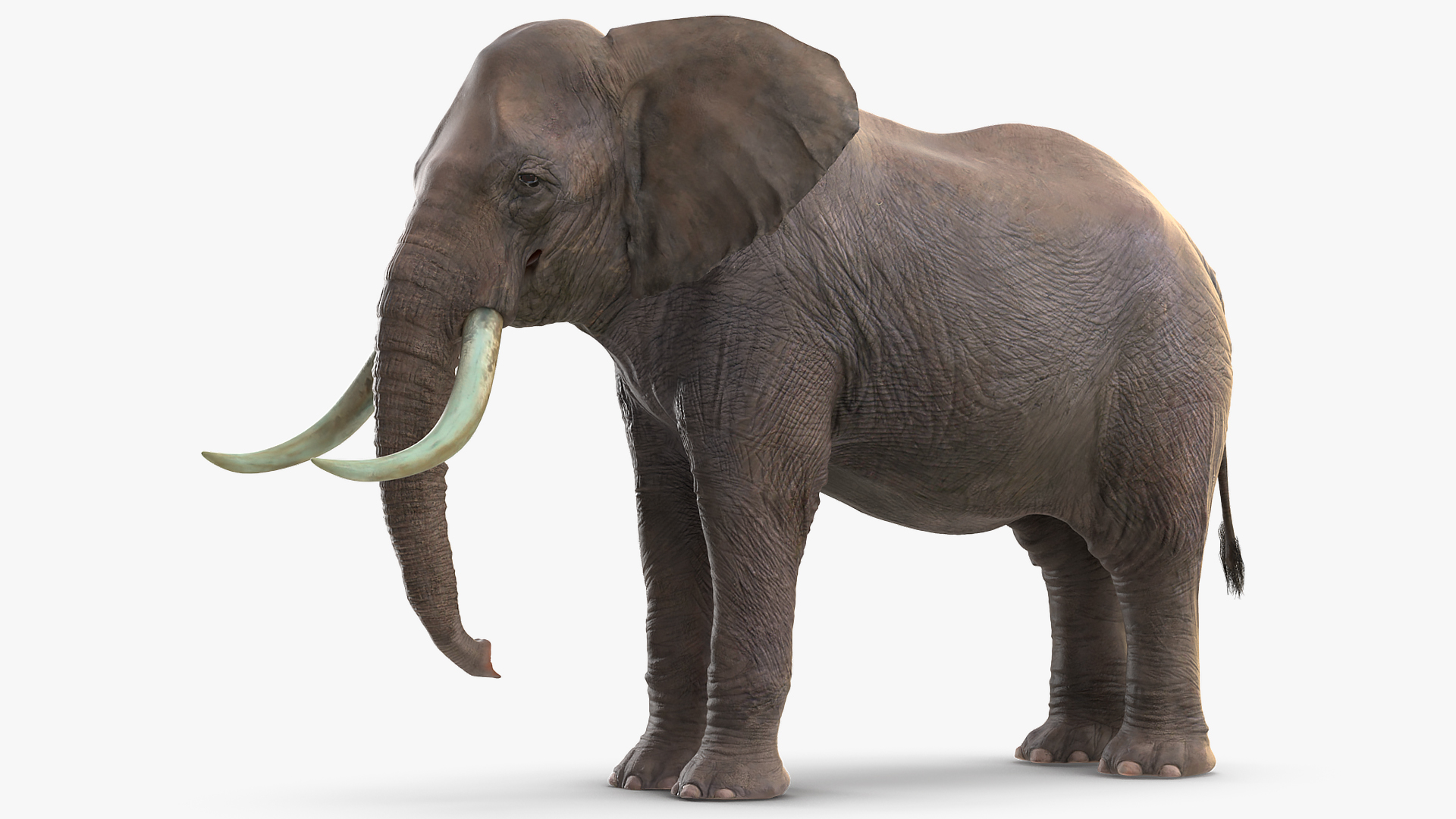 3D Animated Elephant Waiting Fur Rigged