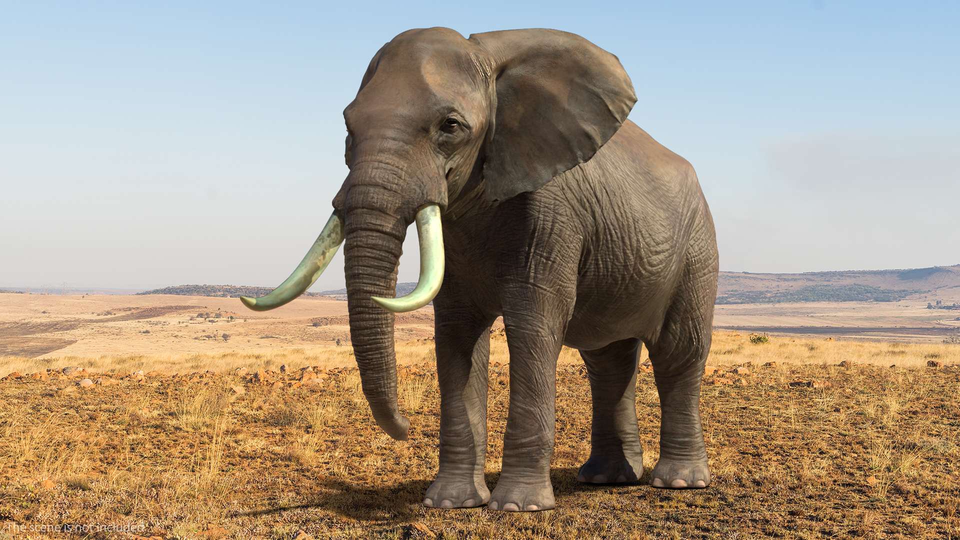3D Animated Elephant Waiting Fur Rigged