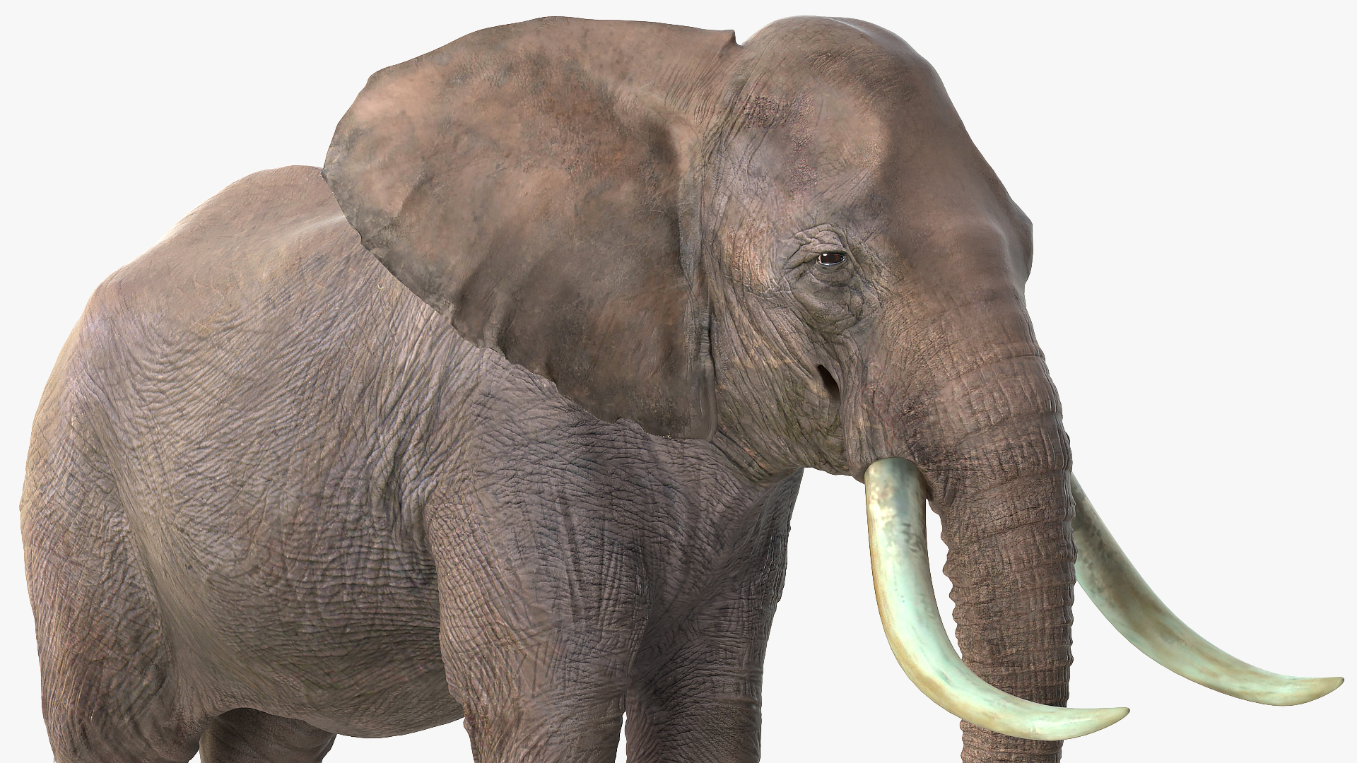 3D Animated Elephant Waiting Fur Rigged