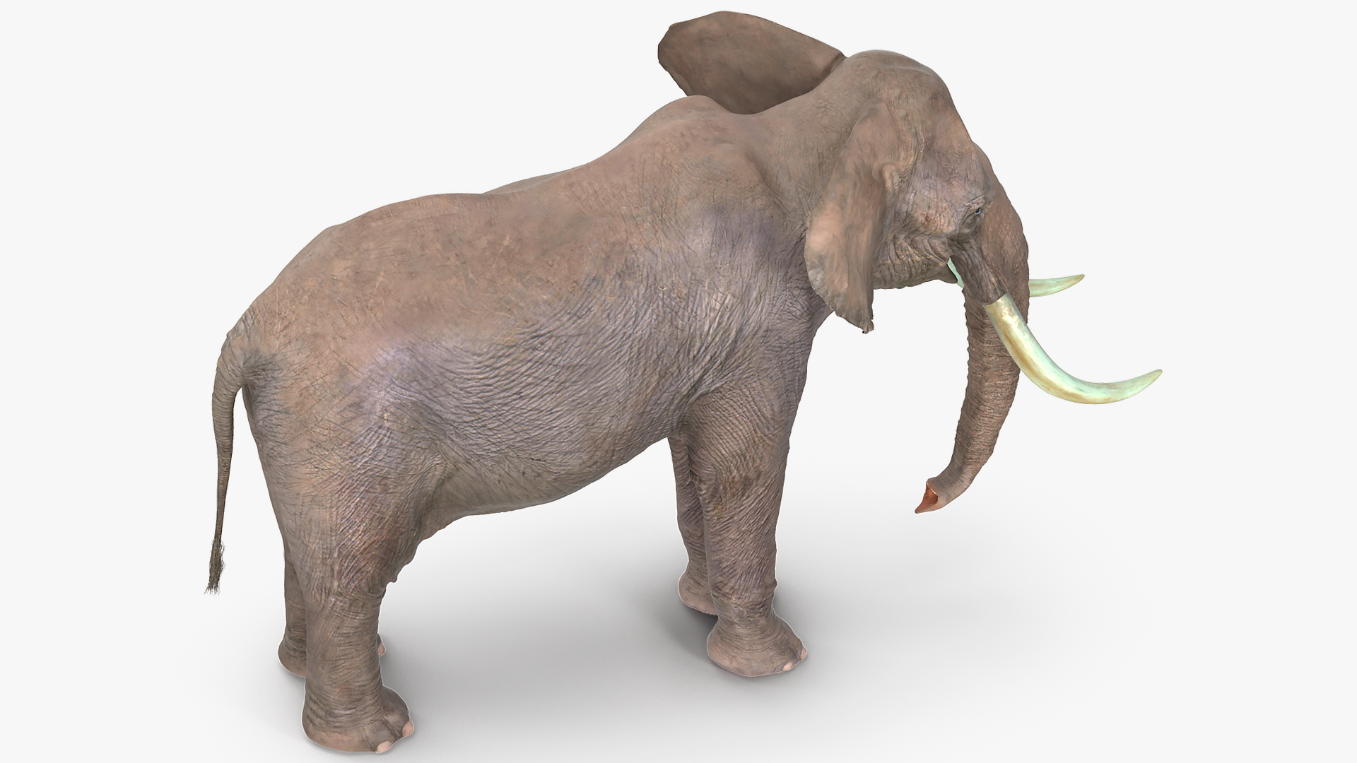3D Animated Elephant Waiting Fur Rigged
