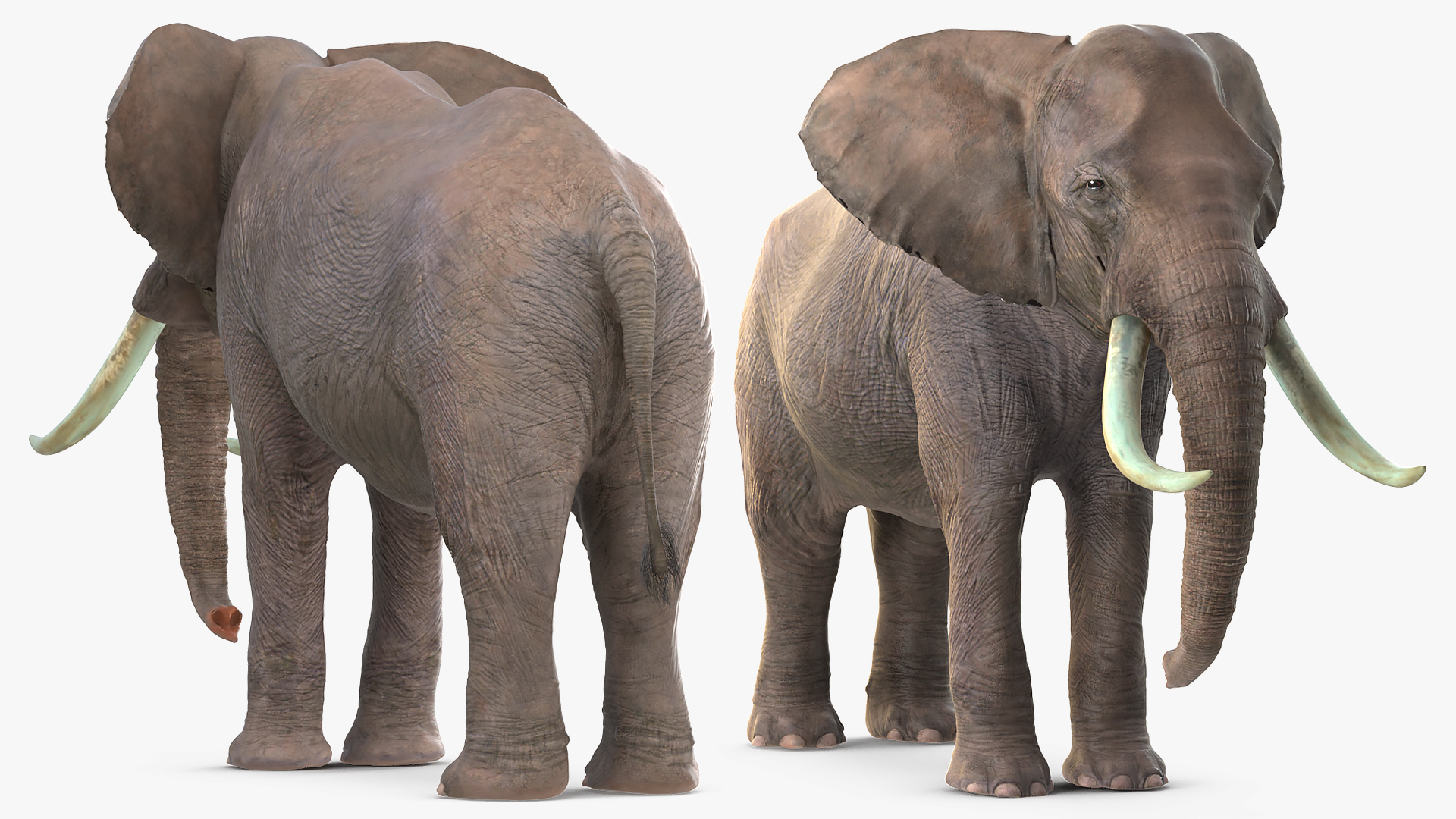 3D Animated Elephant Waiting Fur Rigged