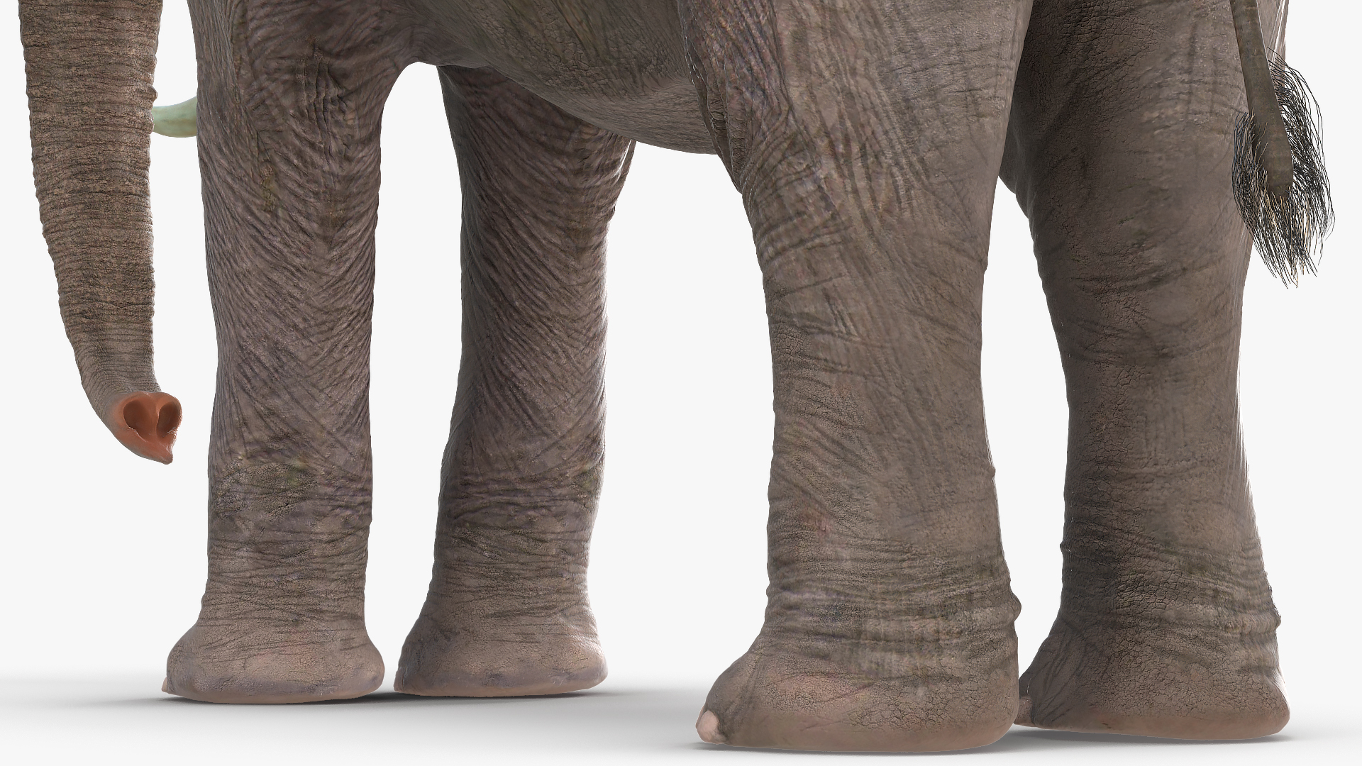 3D Animated Elephant Waiting Fur Rigged