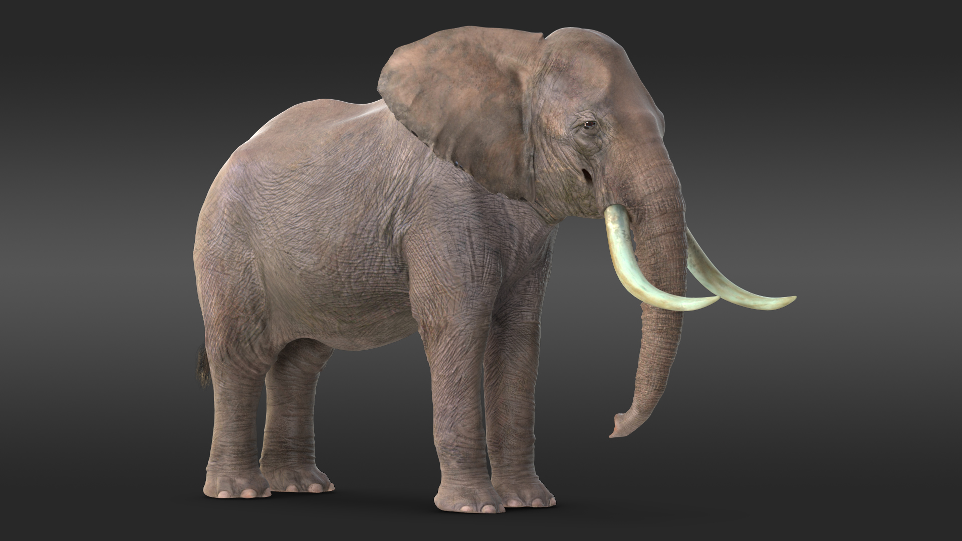 3D Animated Elephant Waiting Fur Rigged
