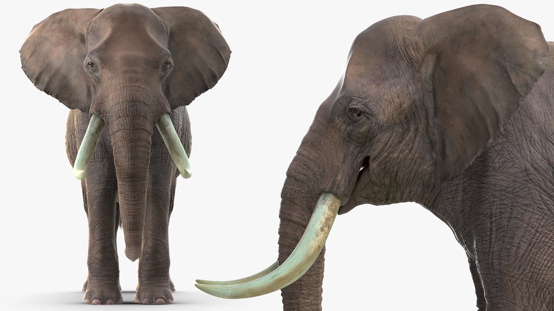 3D Animated Elephant Waiting Fur Rigged