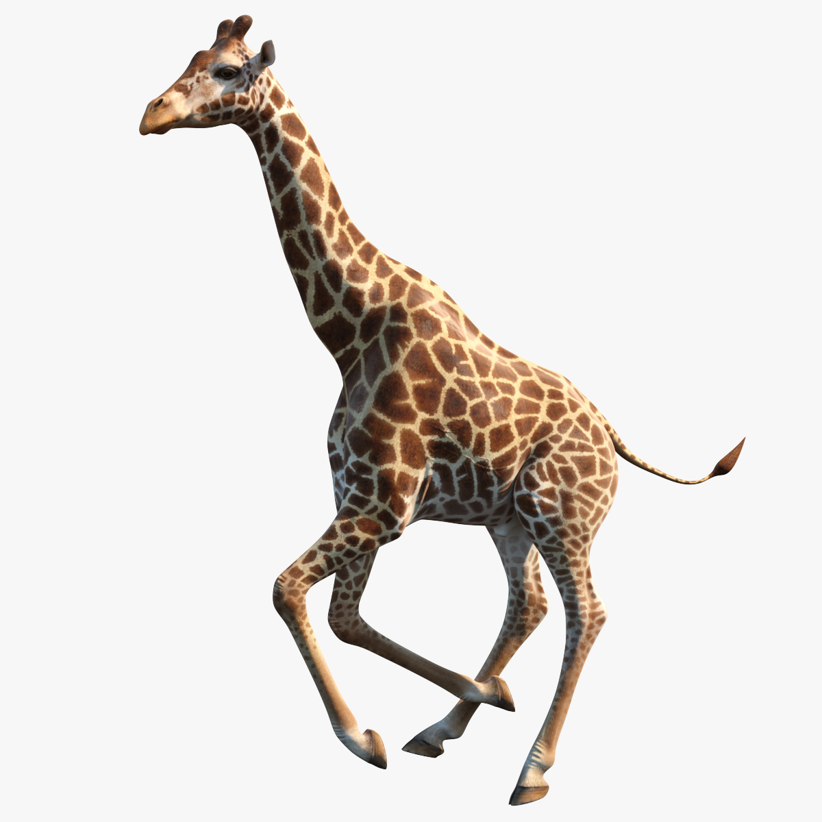Giraffe Rigged 3D Model, view 12
