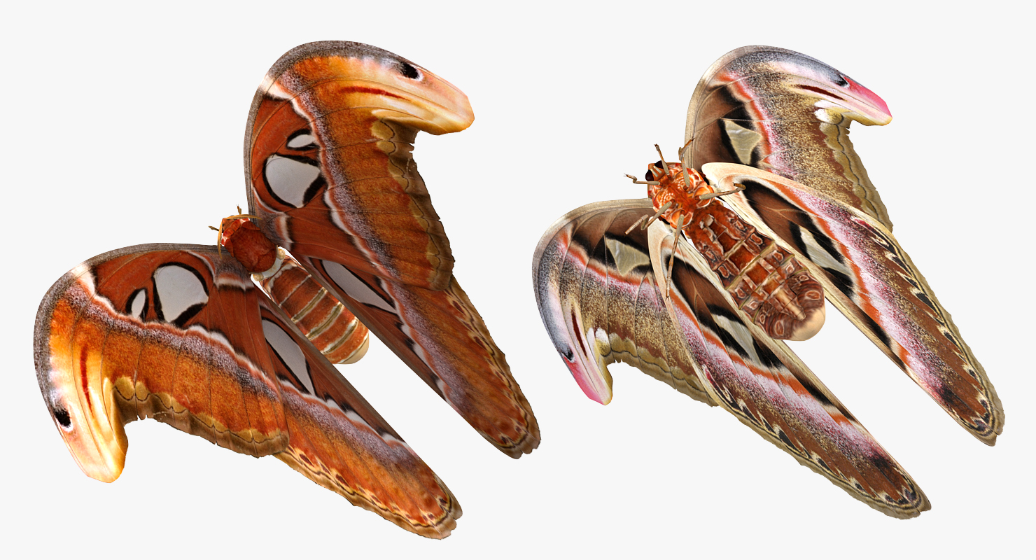 3D Large Atlas Moth
