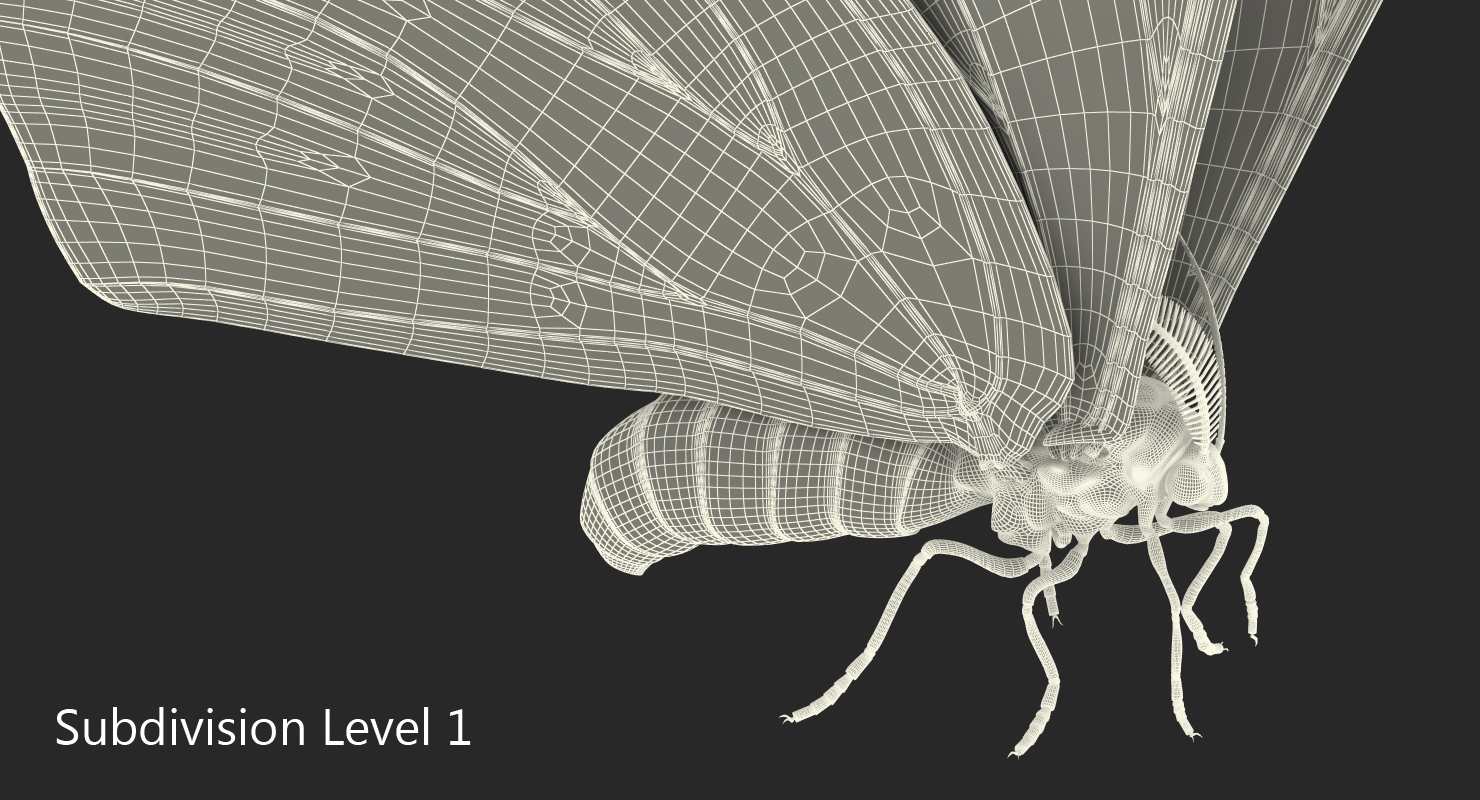 3D Large Atlas Moth