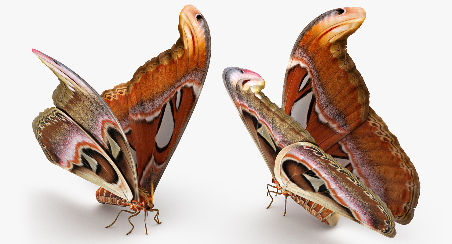3D Large Atlas Moth