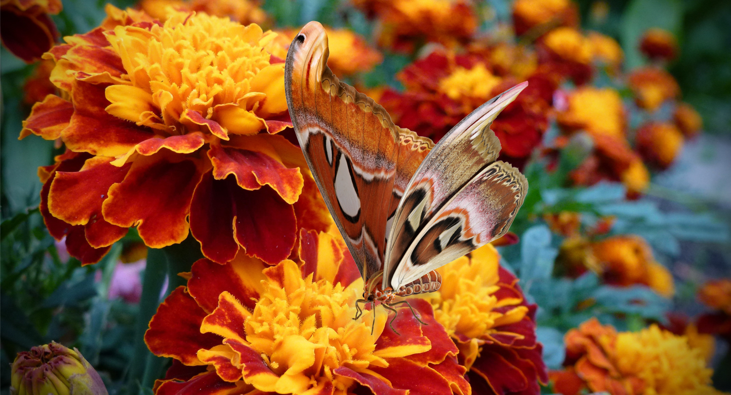 3D Large Atlas Moth