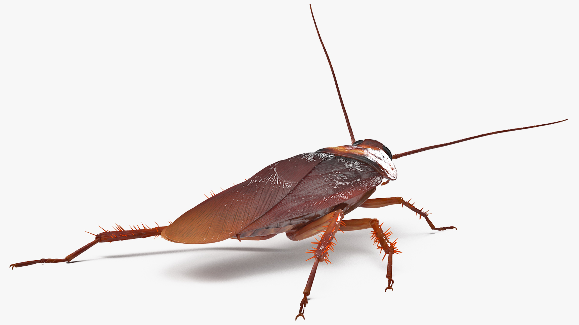 Animated Cockroach Spinning Rigged 3D model