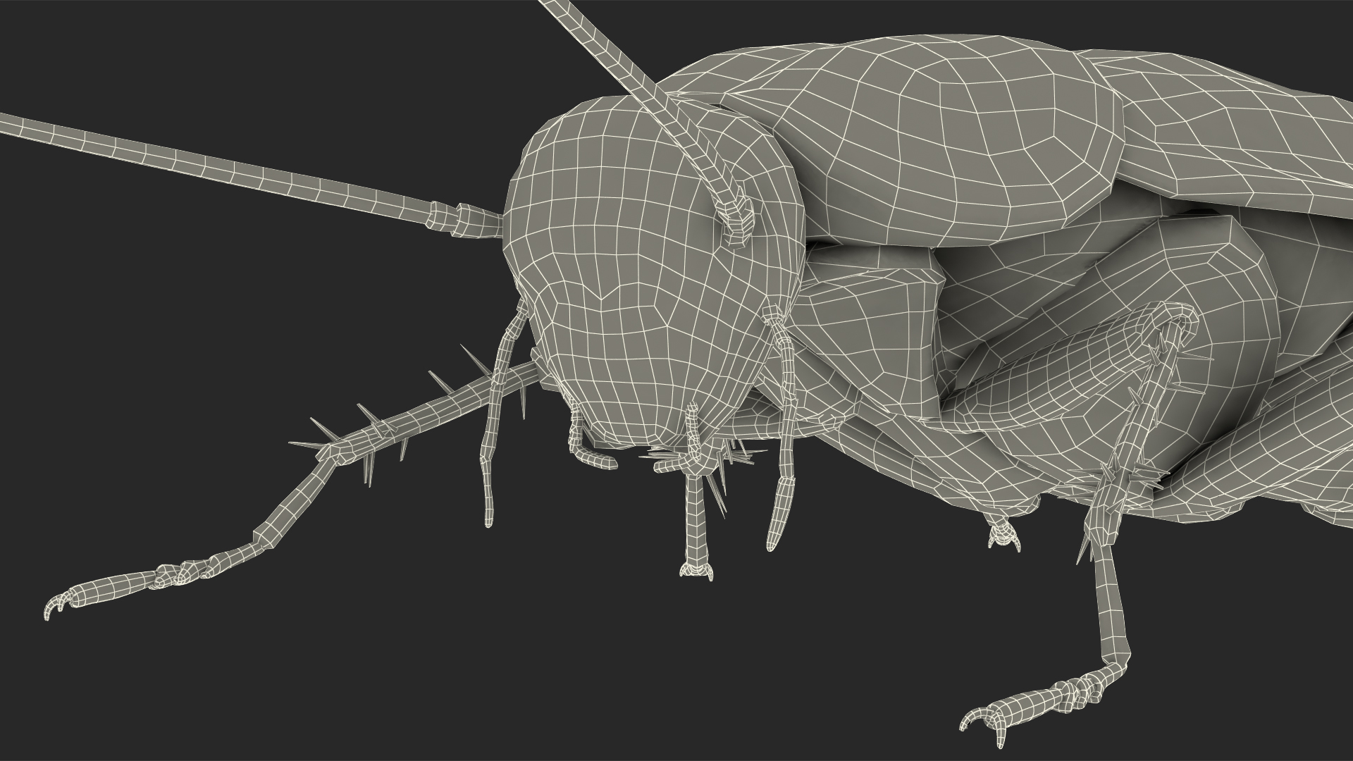 Animated Cockroach Spinning Rigged 3D model