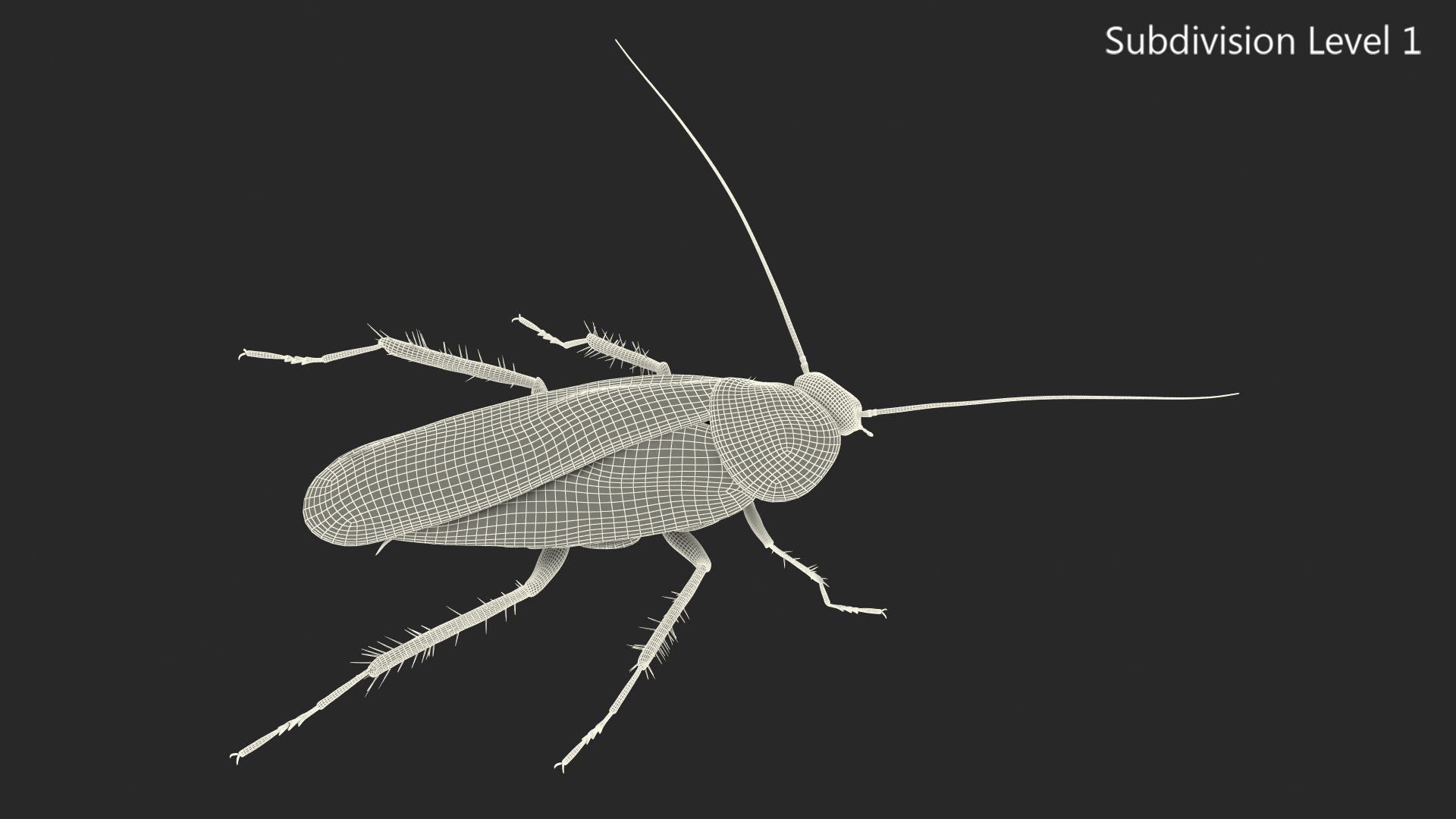 Animated Cockroach Spinning Rigged 3D model