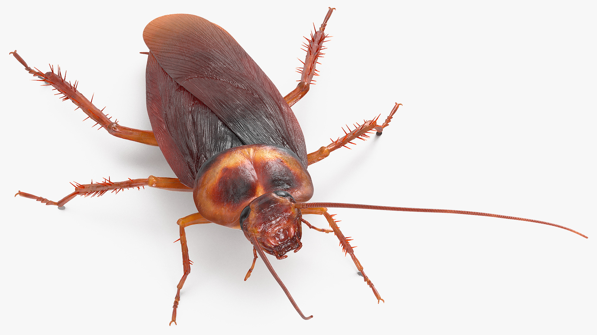 Animated Cockroach Spinning Rigged 3D model