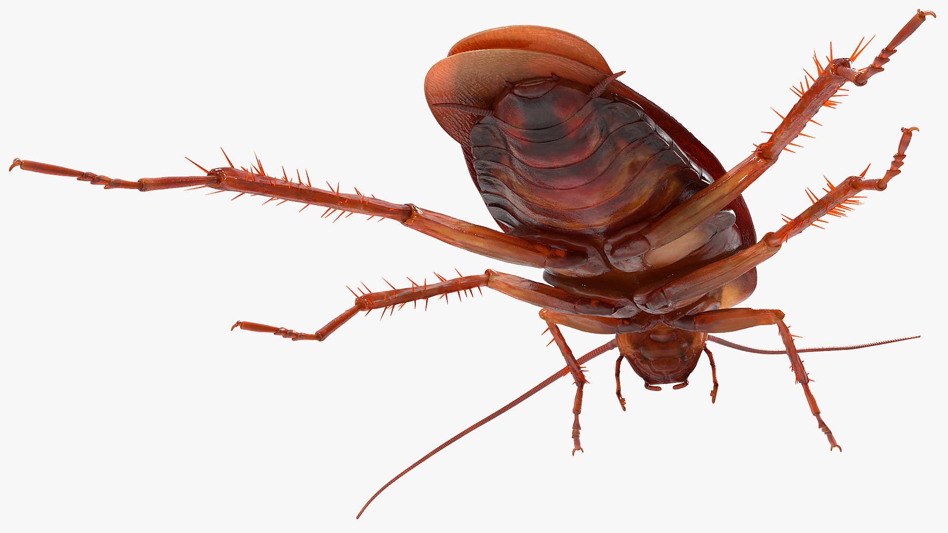 Animated Cockroach Spinning Rigged 3D model