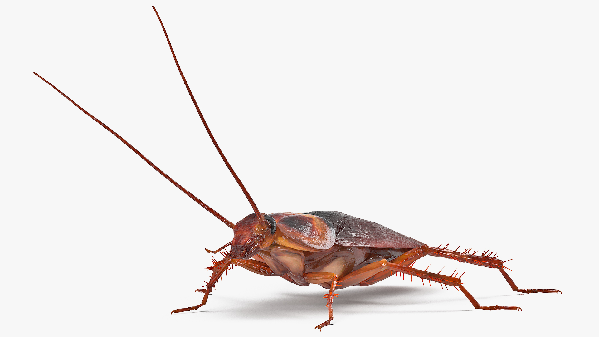 Animated Cockroach Spinning Rigged 3D model
