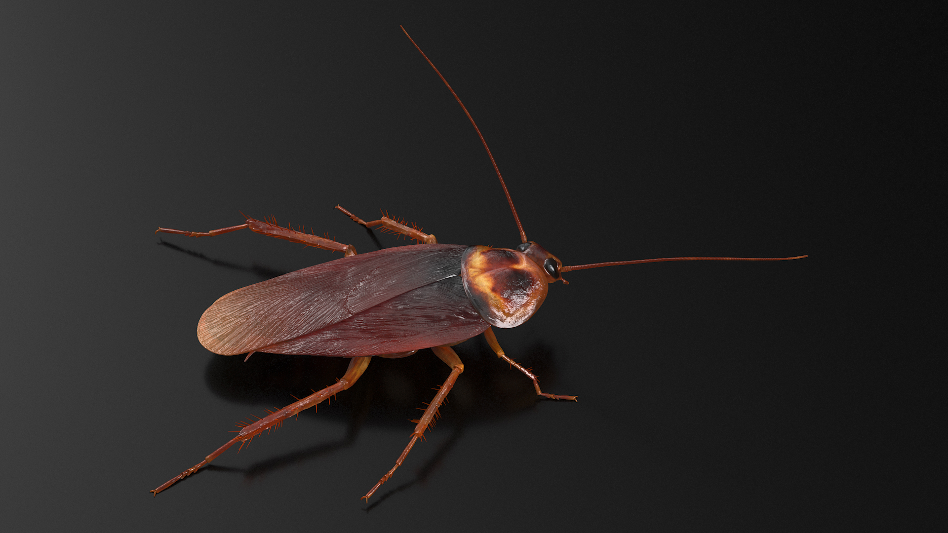 Animated Cockroach Spinning Rigged 3D model