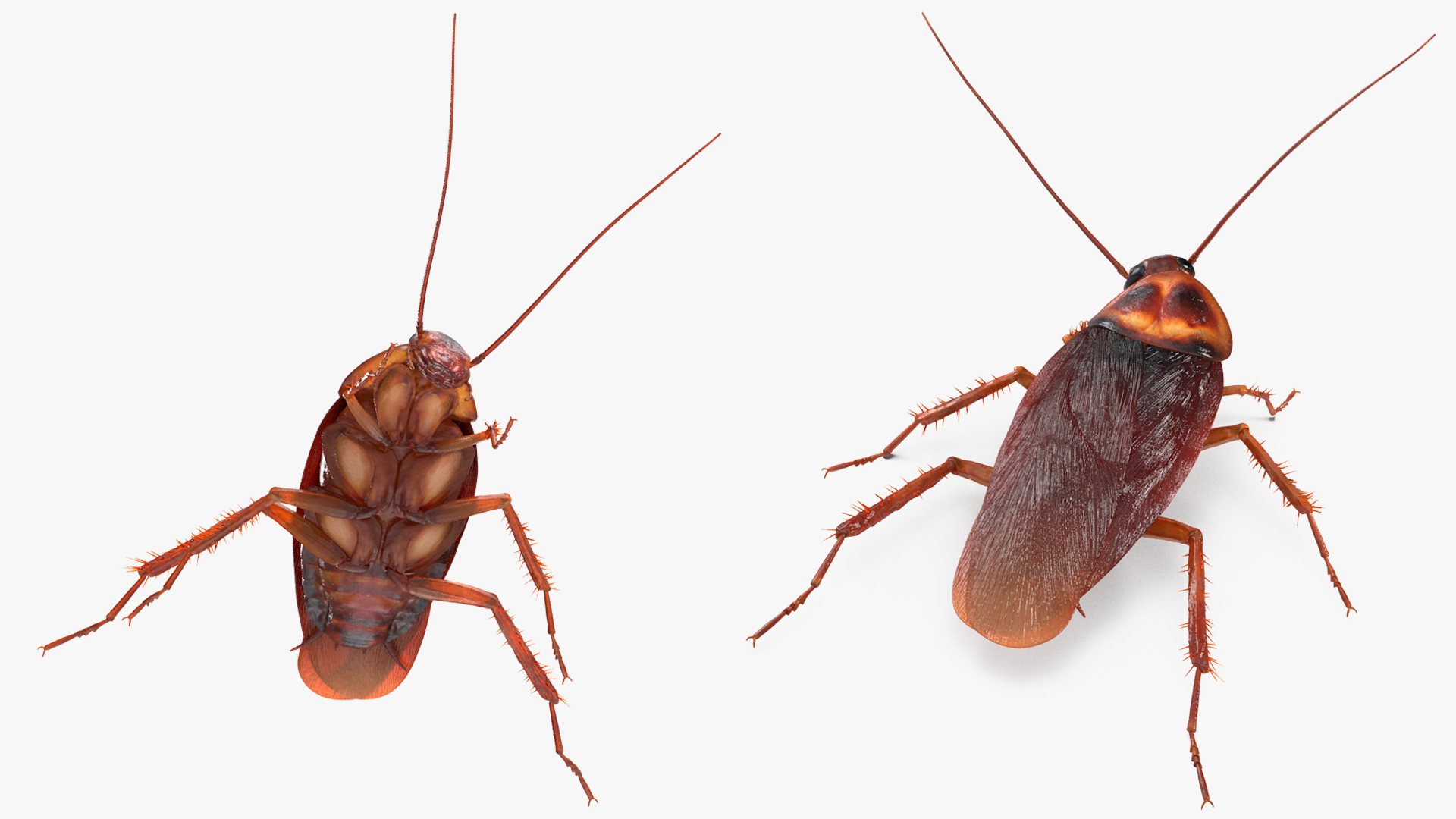Animated Cockroach Spinning Rigged 3D model