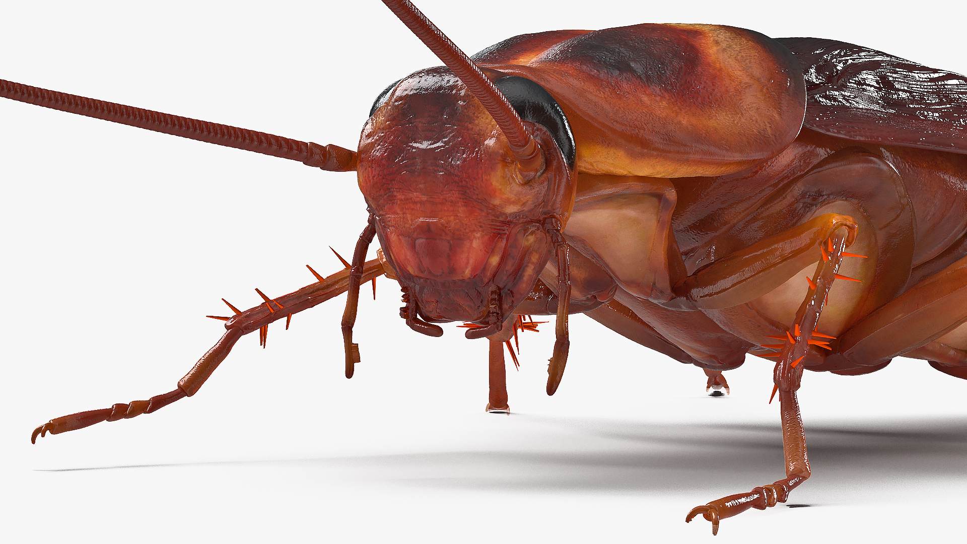 Animated Cockroach Spinning Rigged 3D model