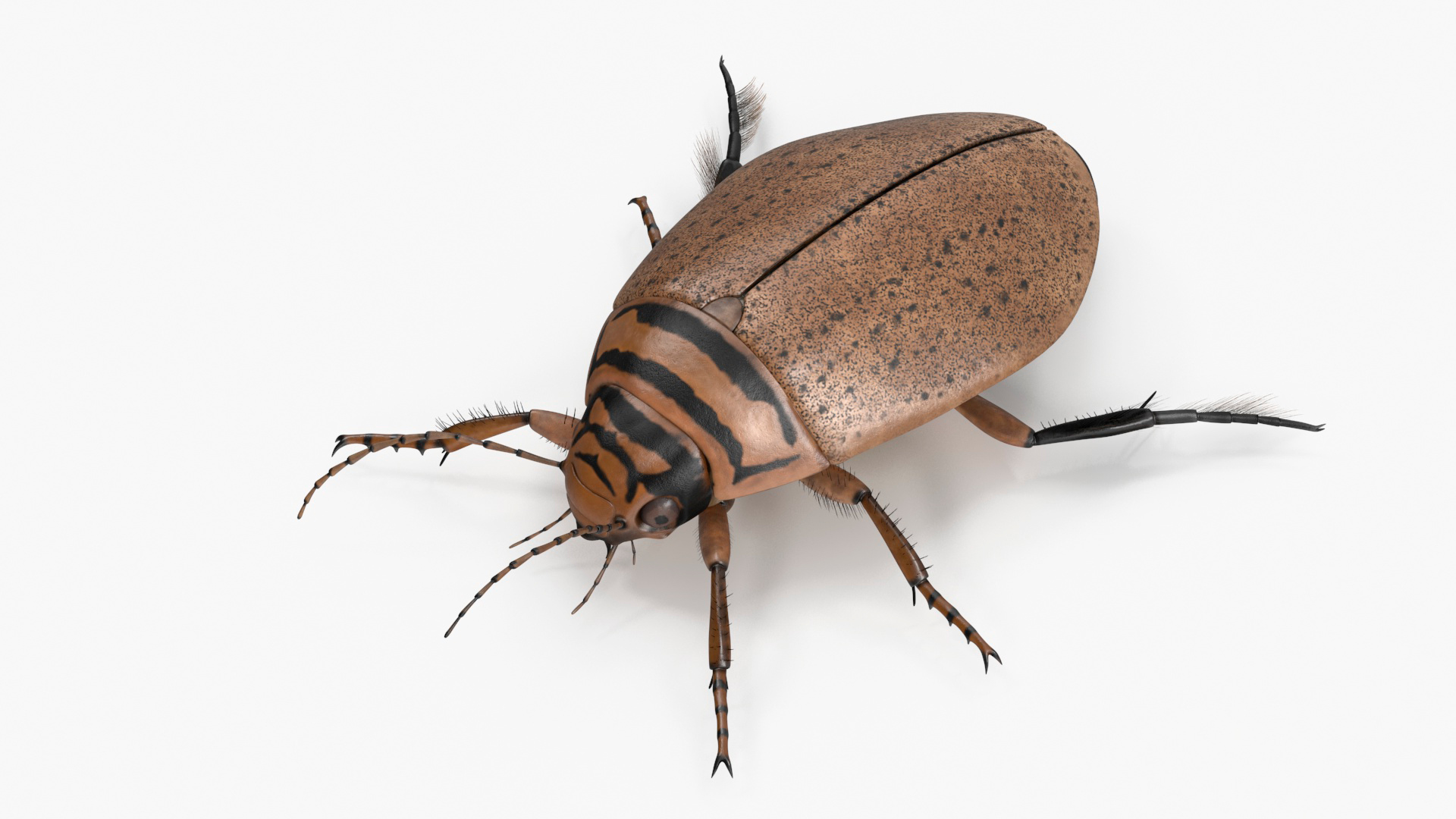 3D Insect Water Beetle Beige Realistic Rigged for Maya