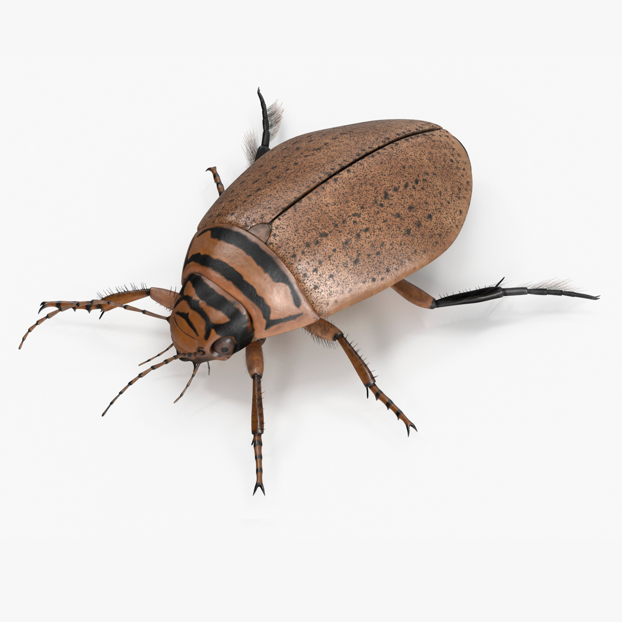 3D Insect Water Beetle Beige Realistic Rigged for Maya