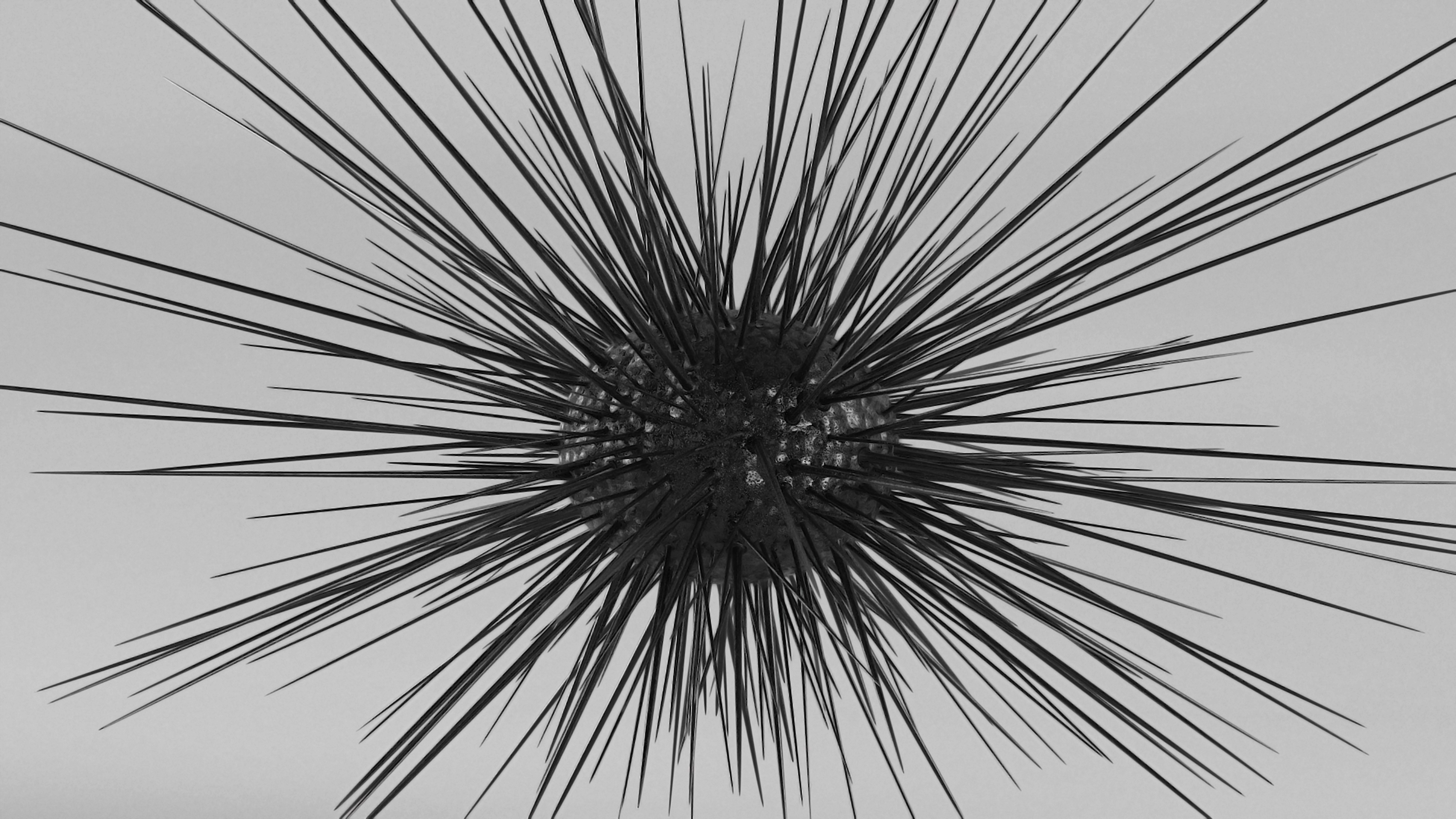 3D model Sea Urchin