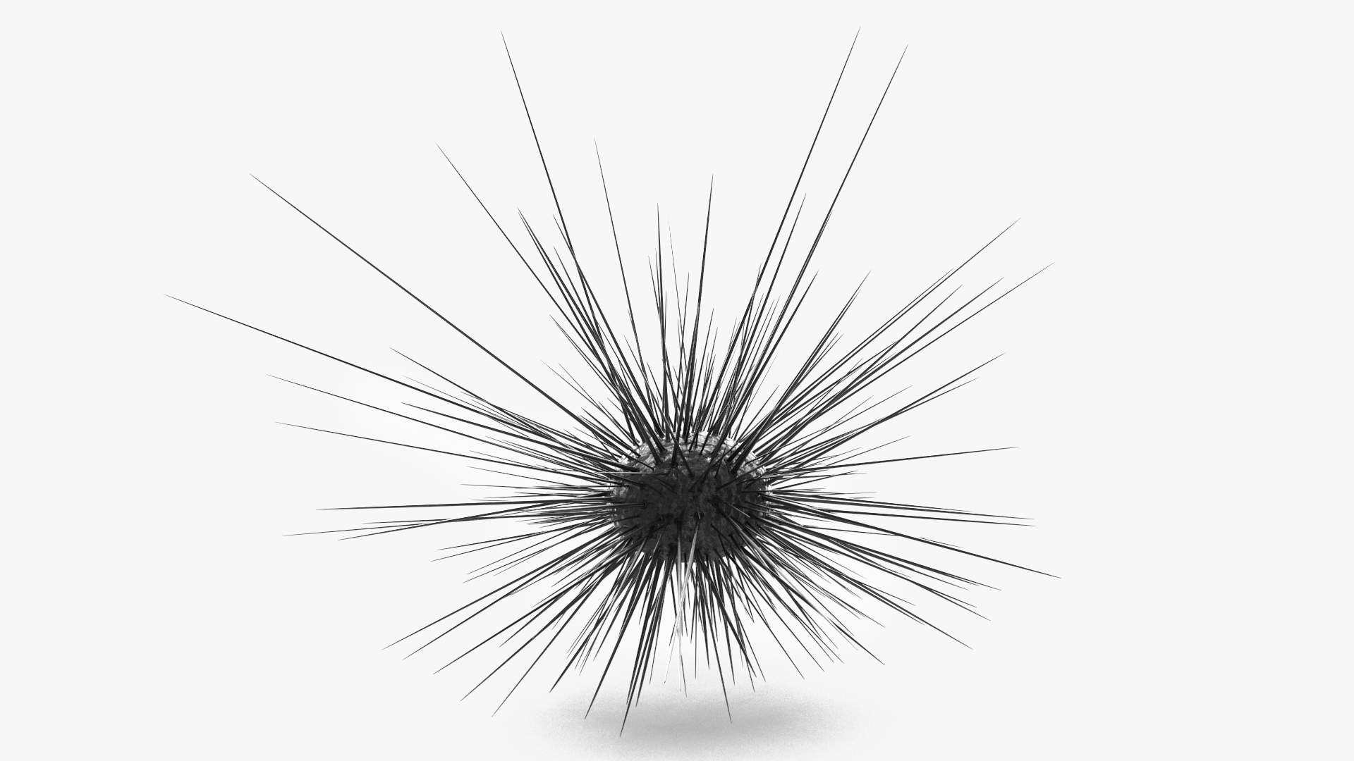 3D model Sea Urchin
