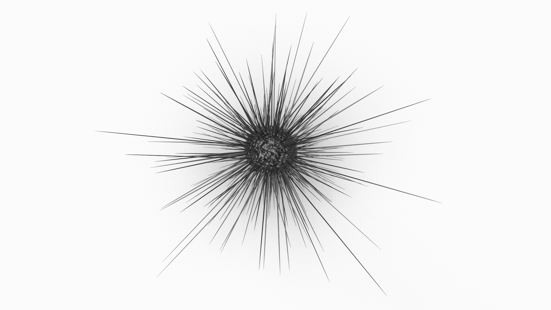 3D model Sea Urchin