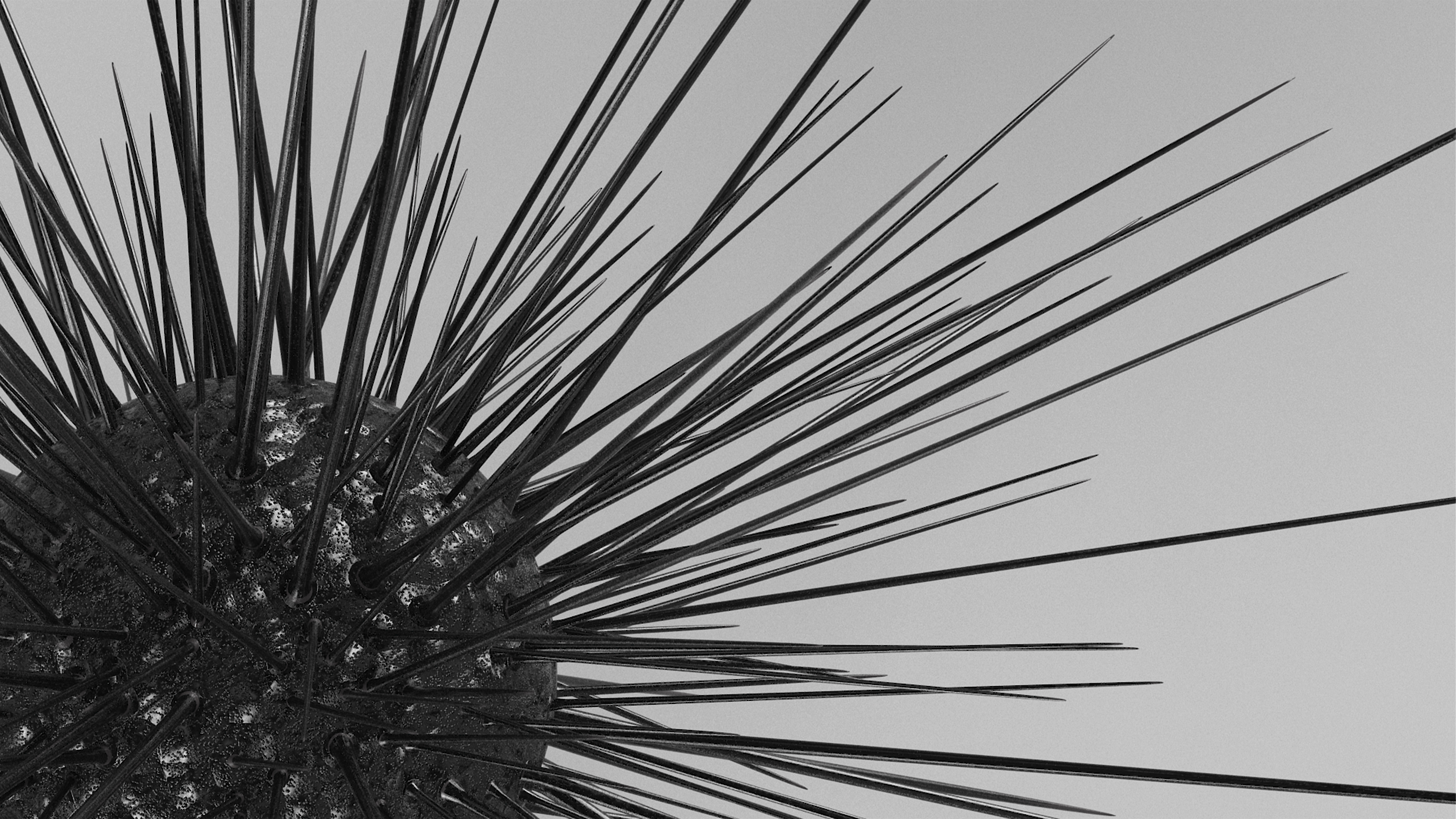 3D model Sea Urchin