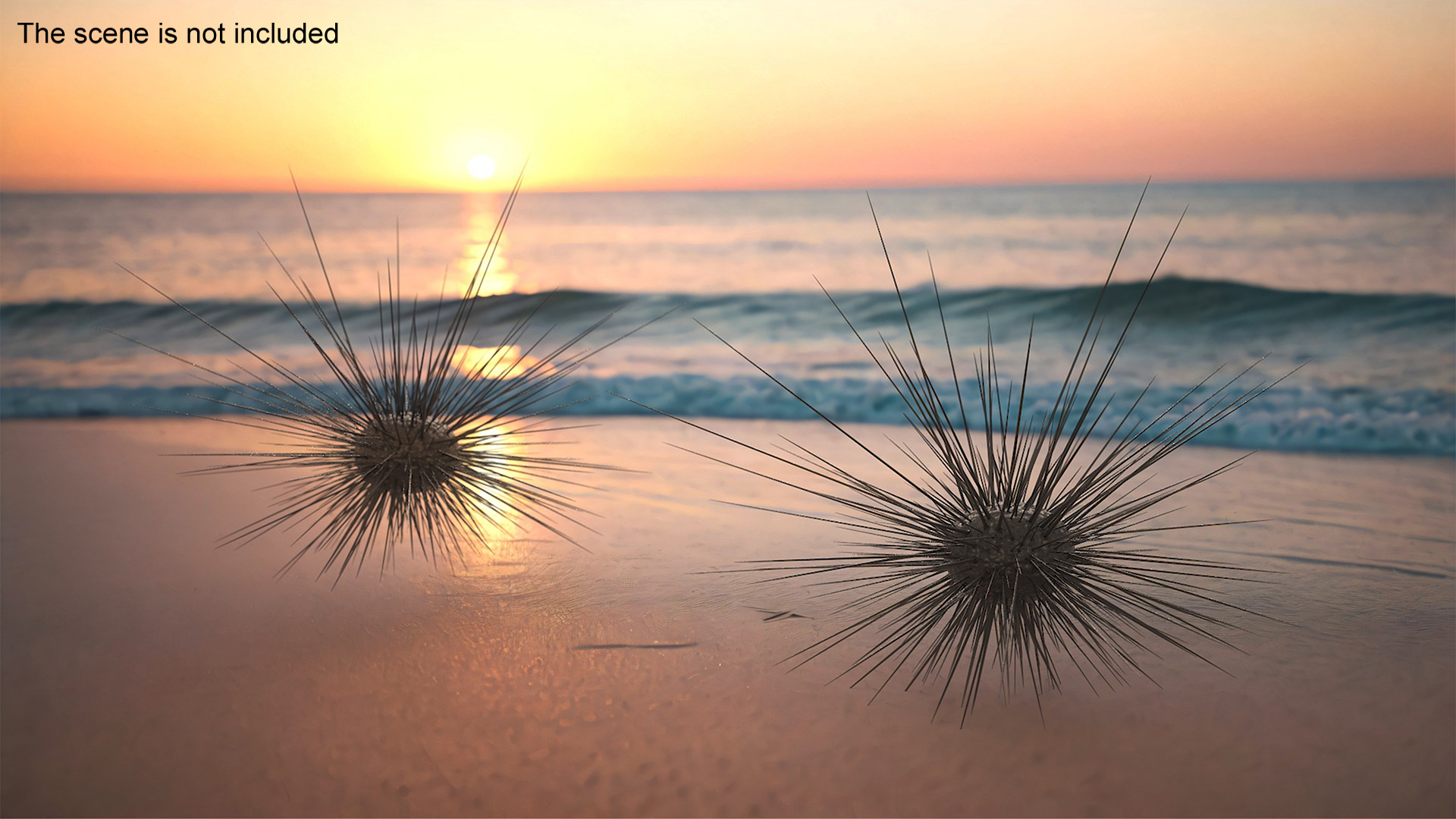 3D model Sea Urchin