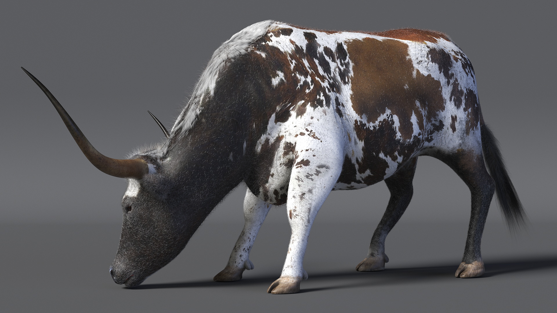 Texas Longhorn Cattle Mottled Brown Fur 3D model