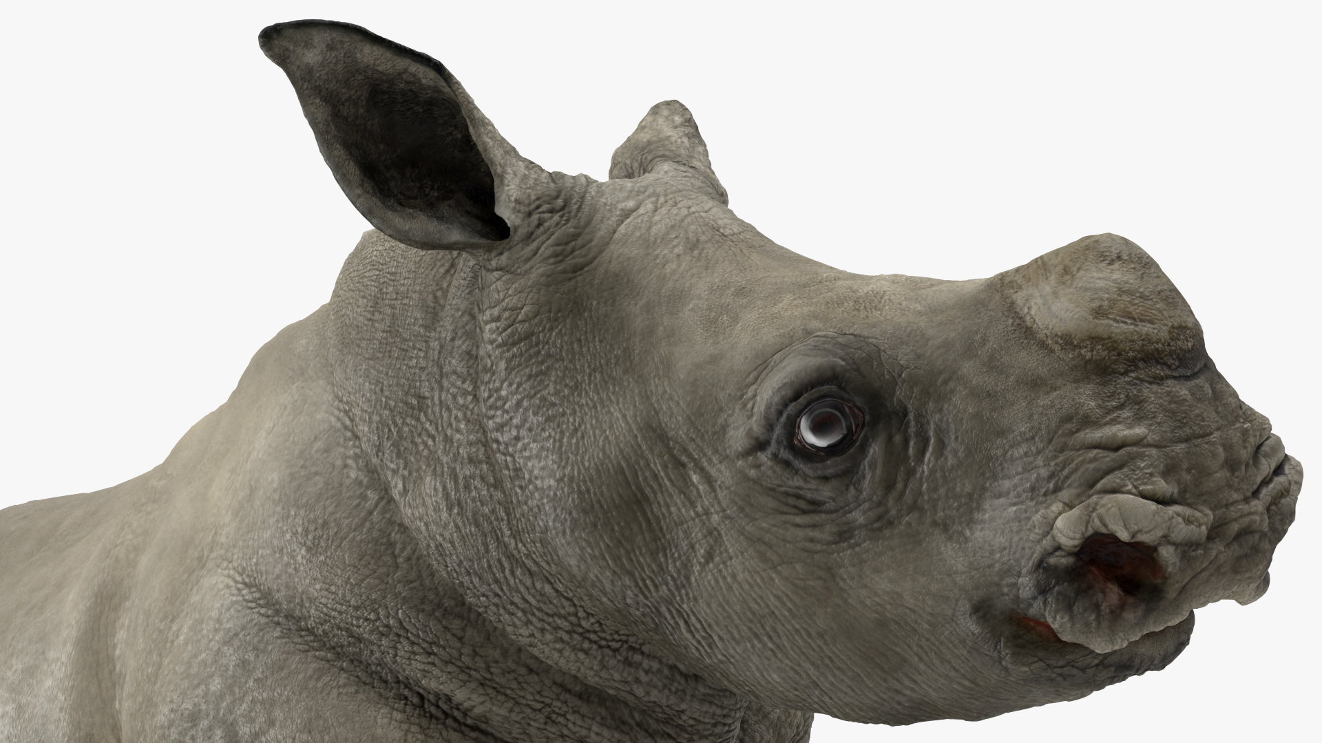 Baby Rhino Standing Pose 3D model