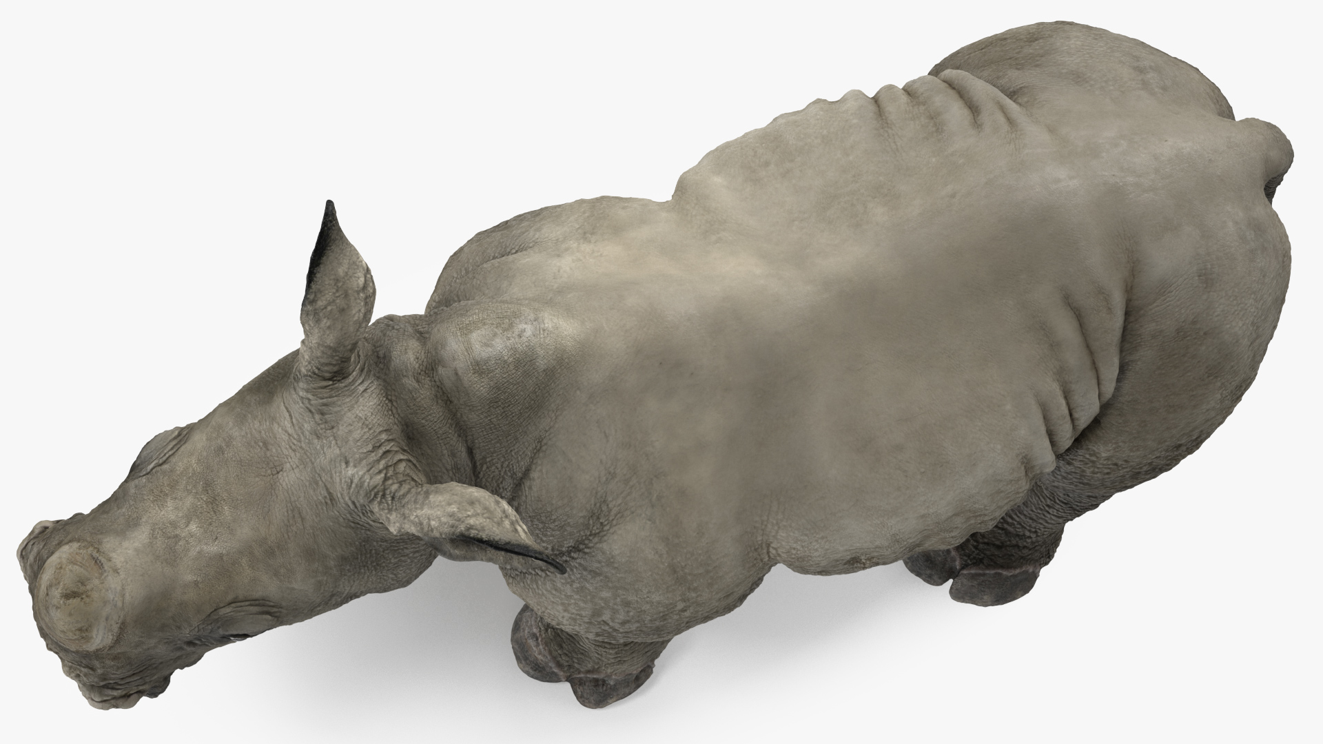 Baby Rhino Standing Pose 3D model
