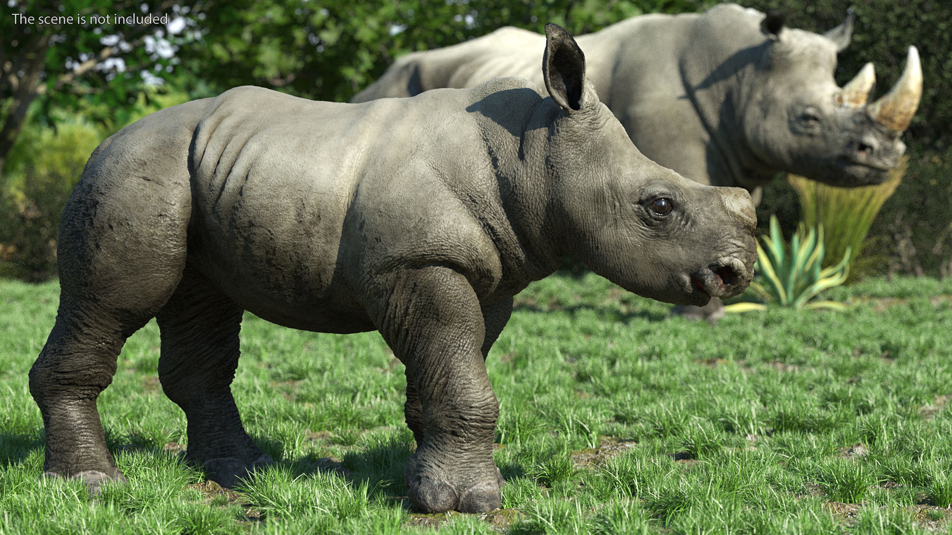 Baby Rhino Standing Pose 3D model