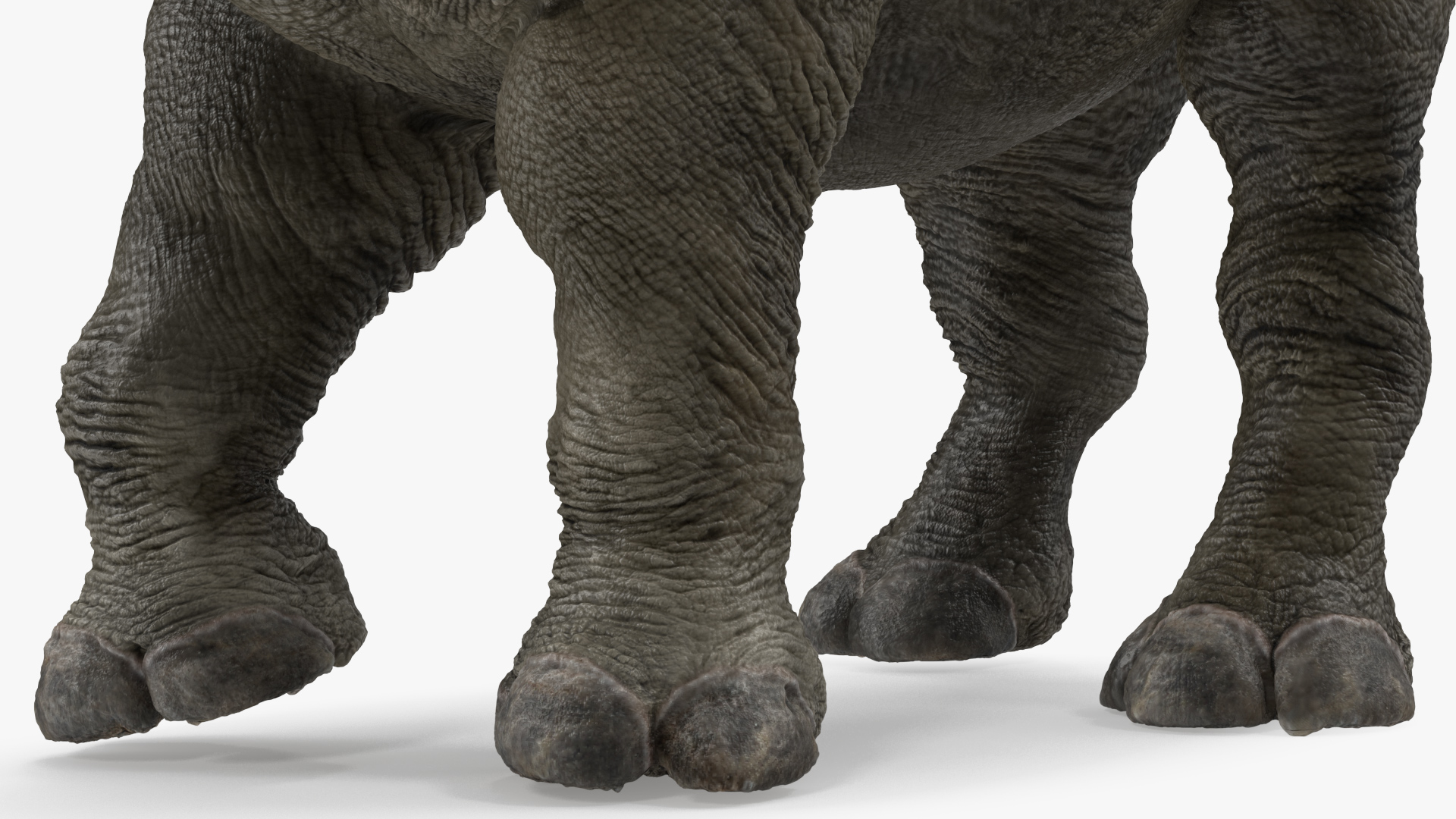 Baby Rhino Standing Pose 3D model