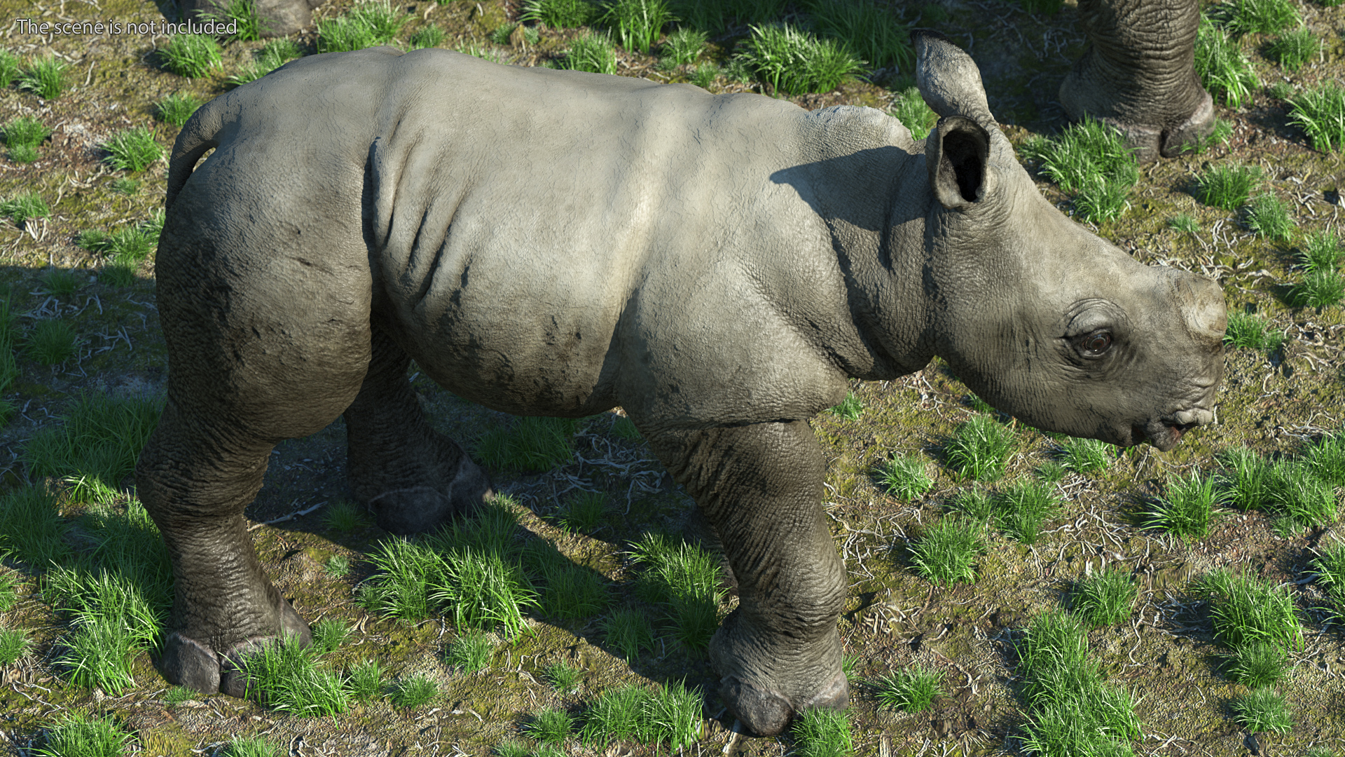 Baby Rhino Standing Pose 3D model