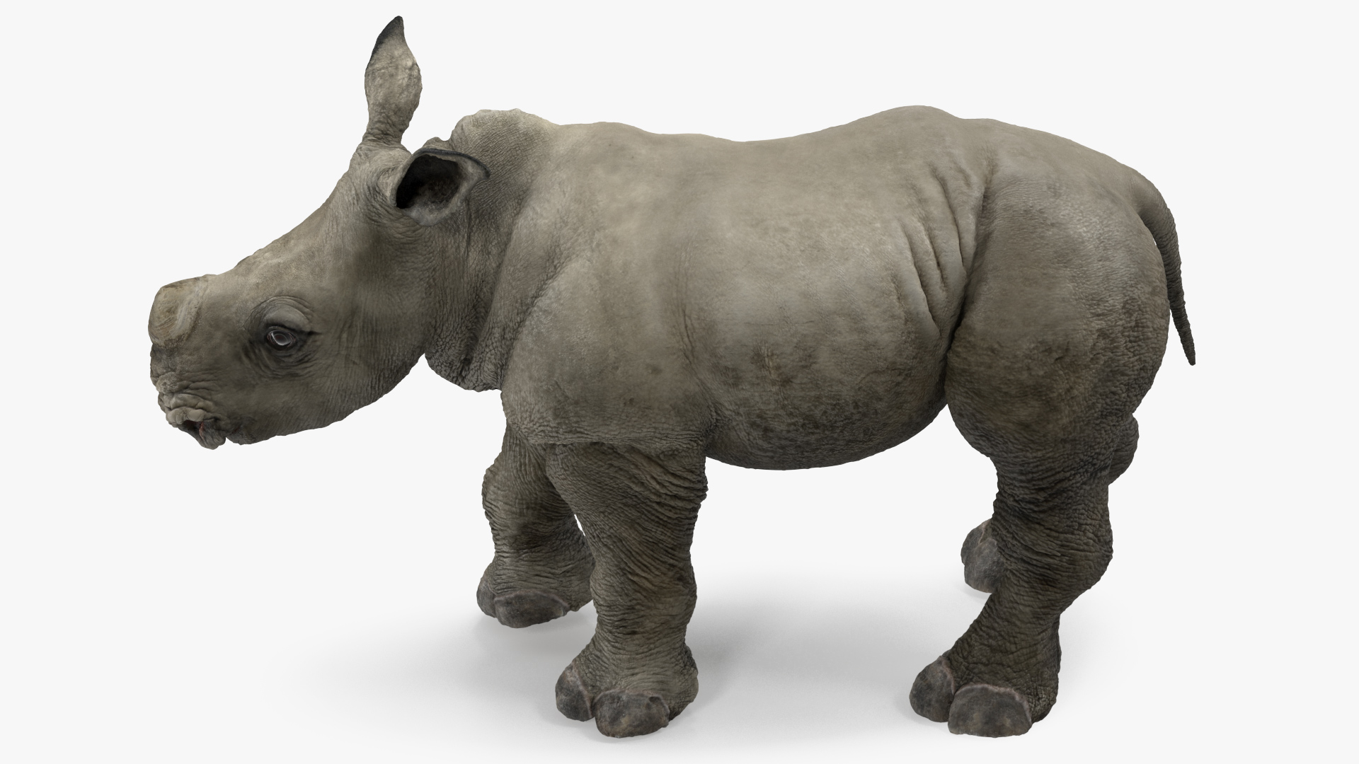 Baby Rhino Standing Pose 3D model