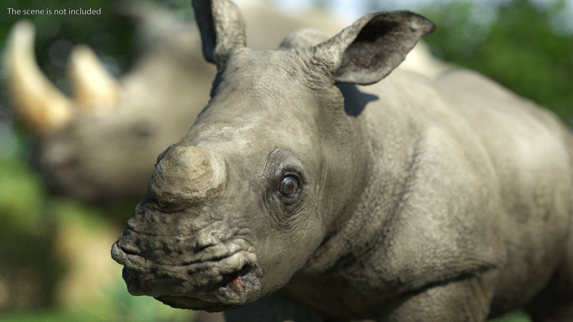 Baby Rhino Standing Pose 3D model