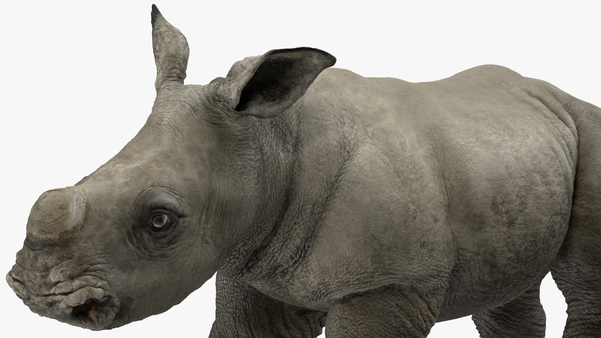 Baby Rhino Standing Pose 3D model