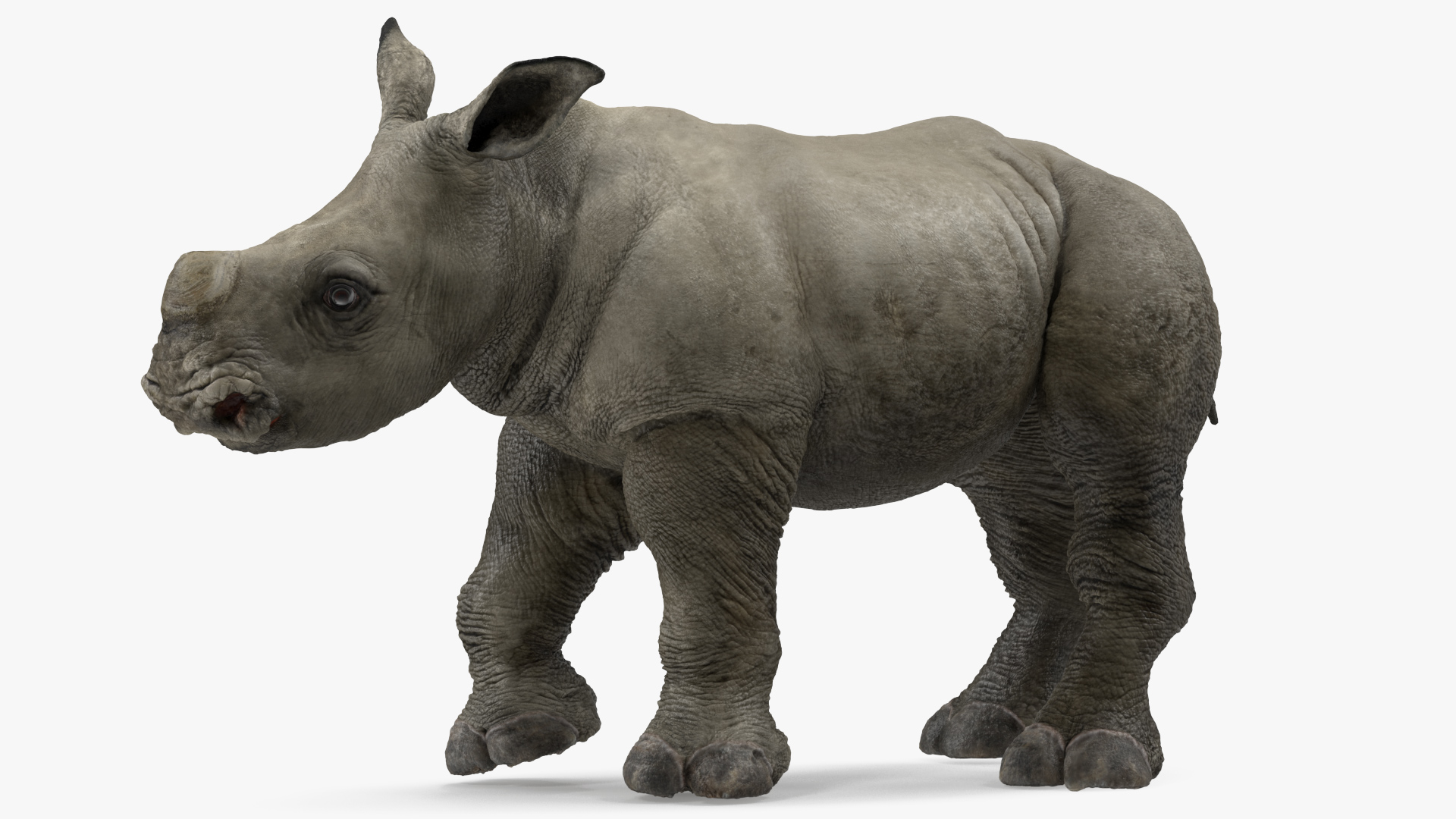 Baby Rhino Standing Pose 3D model